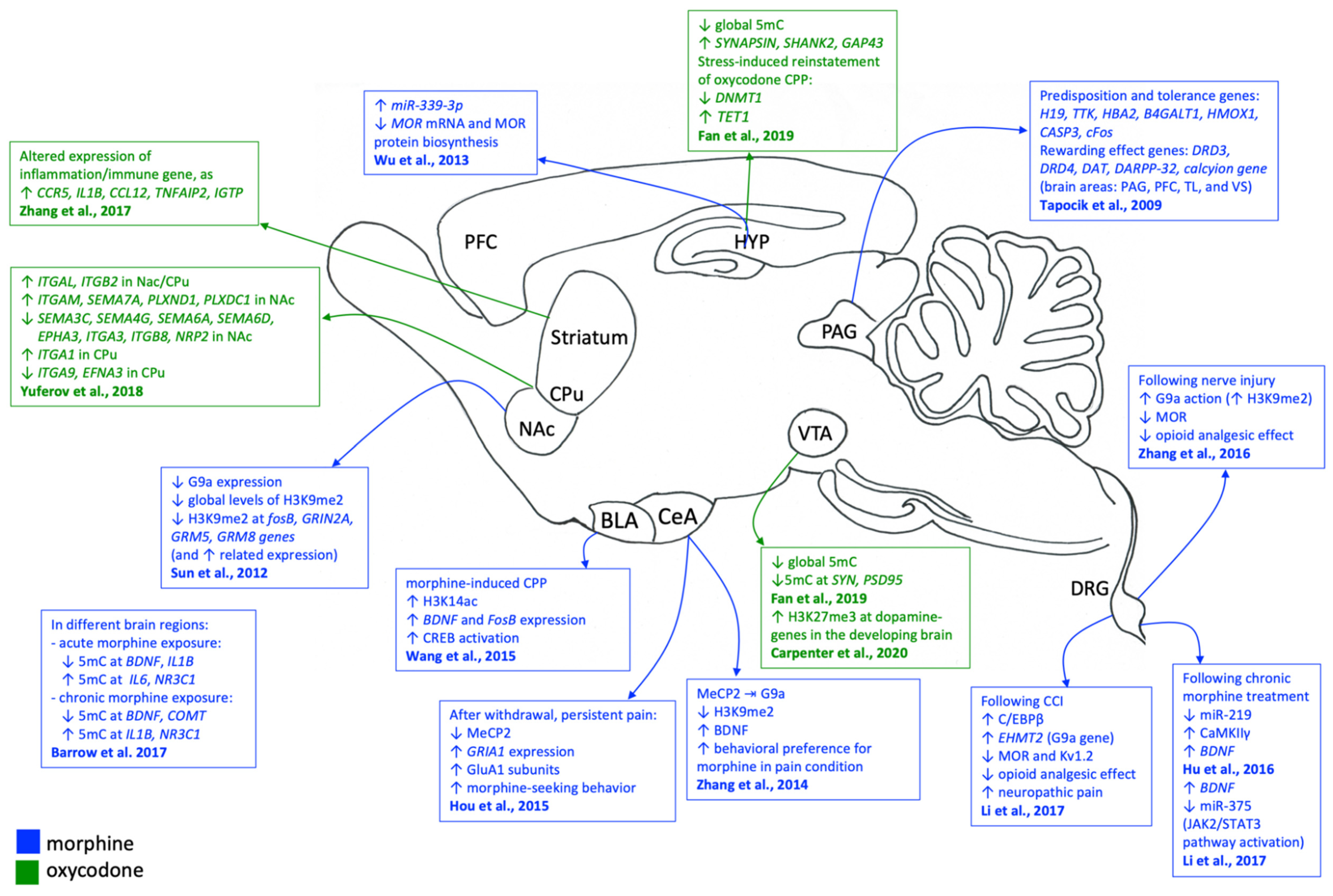 Genes 12 01226 g001