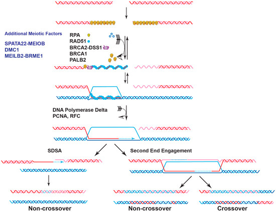 Genes 12 01229 g001 550