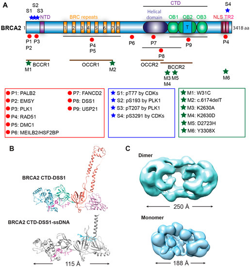 Genes 12 01229 g002 550