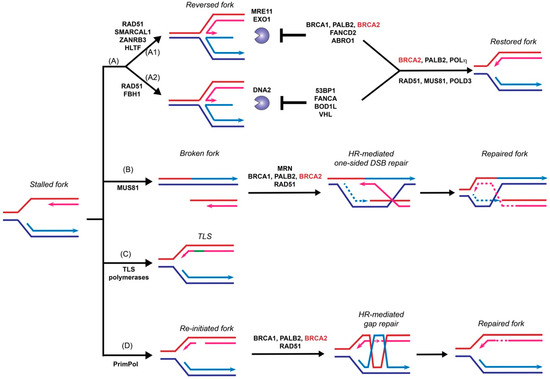 Genes 12 01229 g003 550