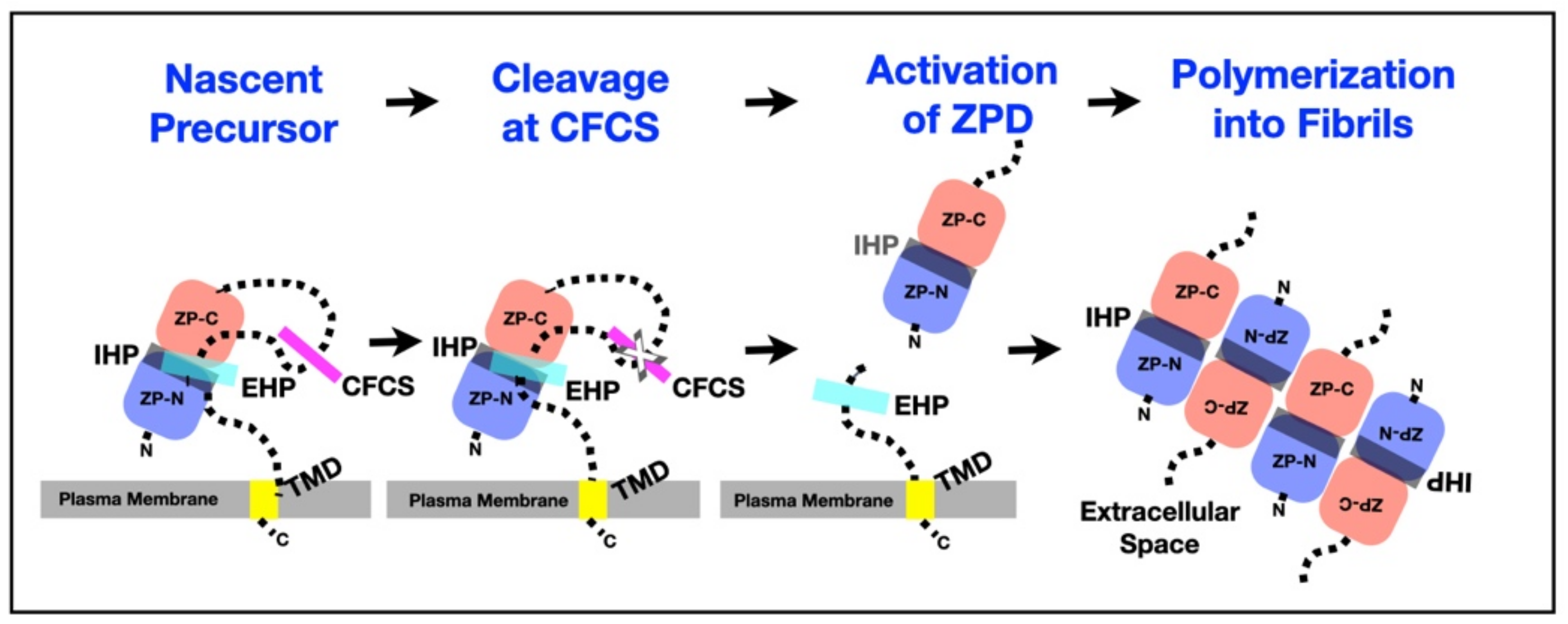 Genes 12 01266 g005 Genes 12 01266 g005