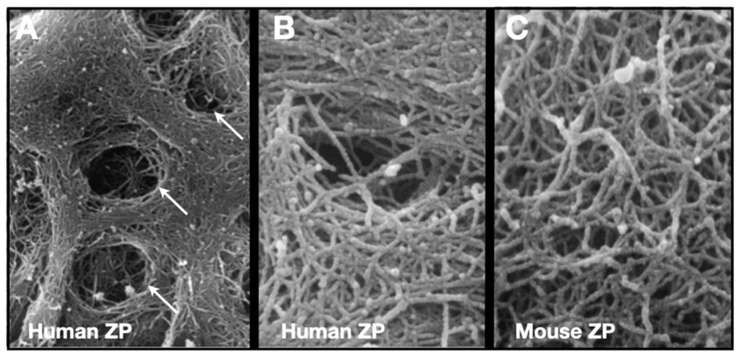 Genes 12 01266 g006 Genes 12 01266 g006