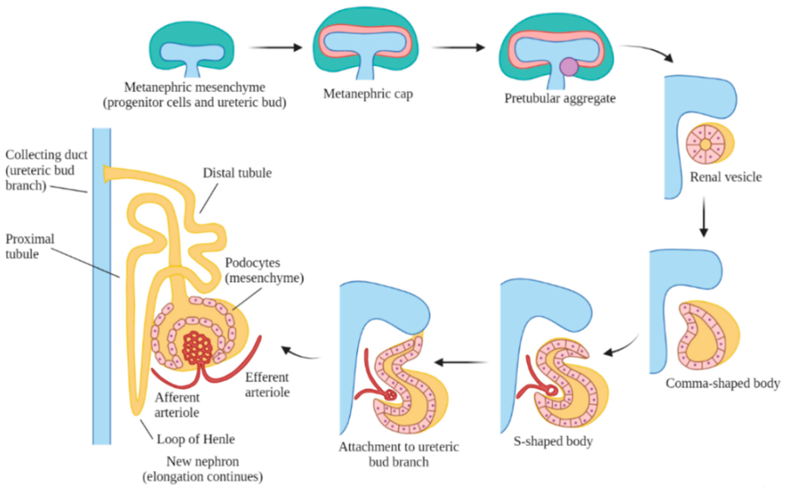 Genes 12 01281 g001 Genes 12 01281 g001