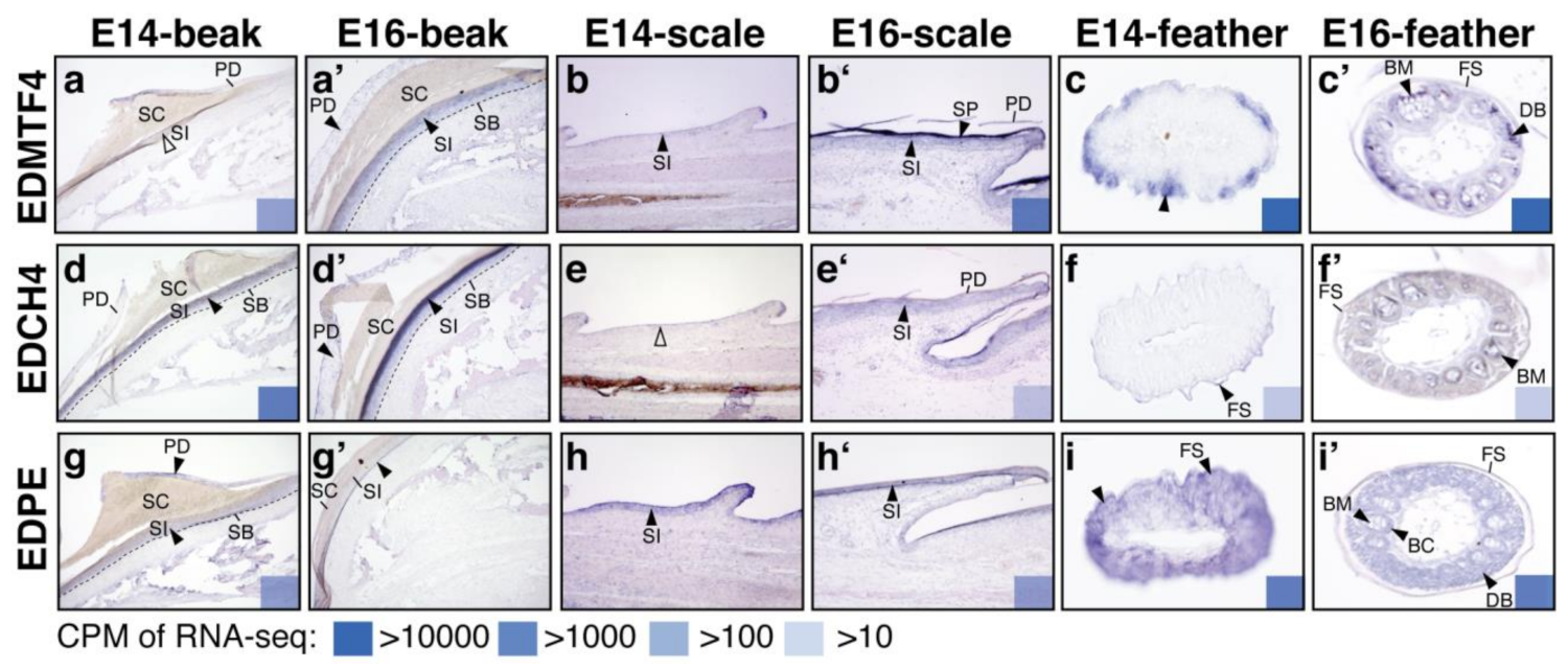 Genes 12 01291 g004 550