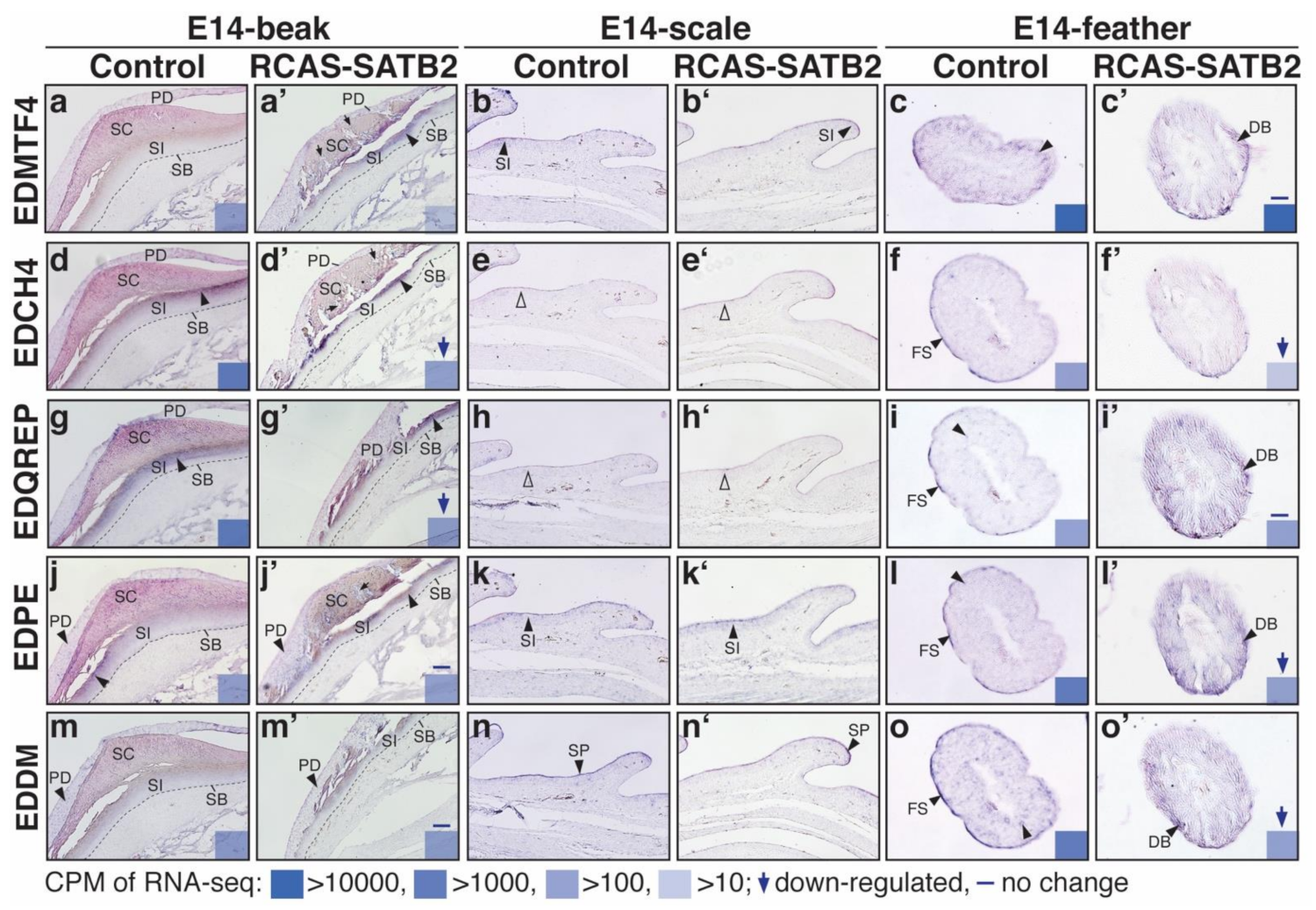 Genes 12 01291 g005 550