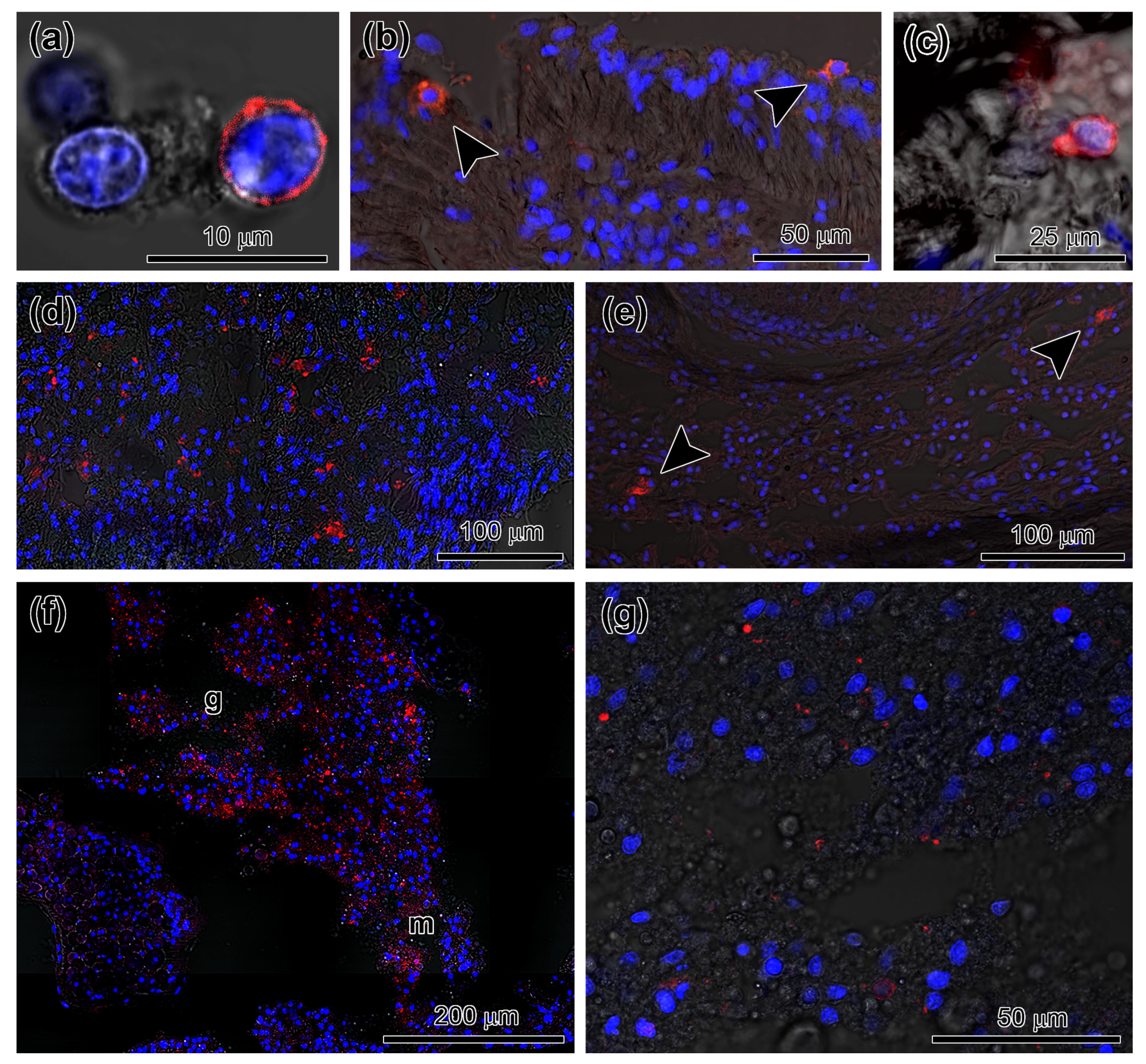 Genes 12 01292 g005 550