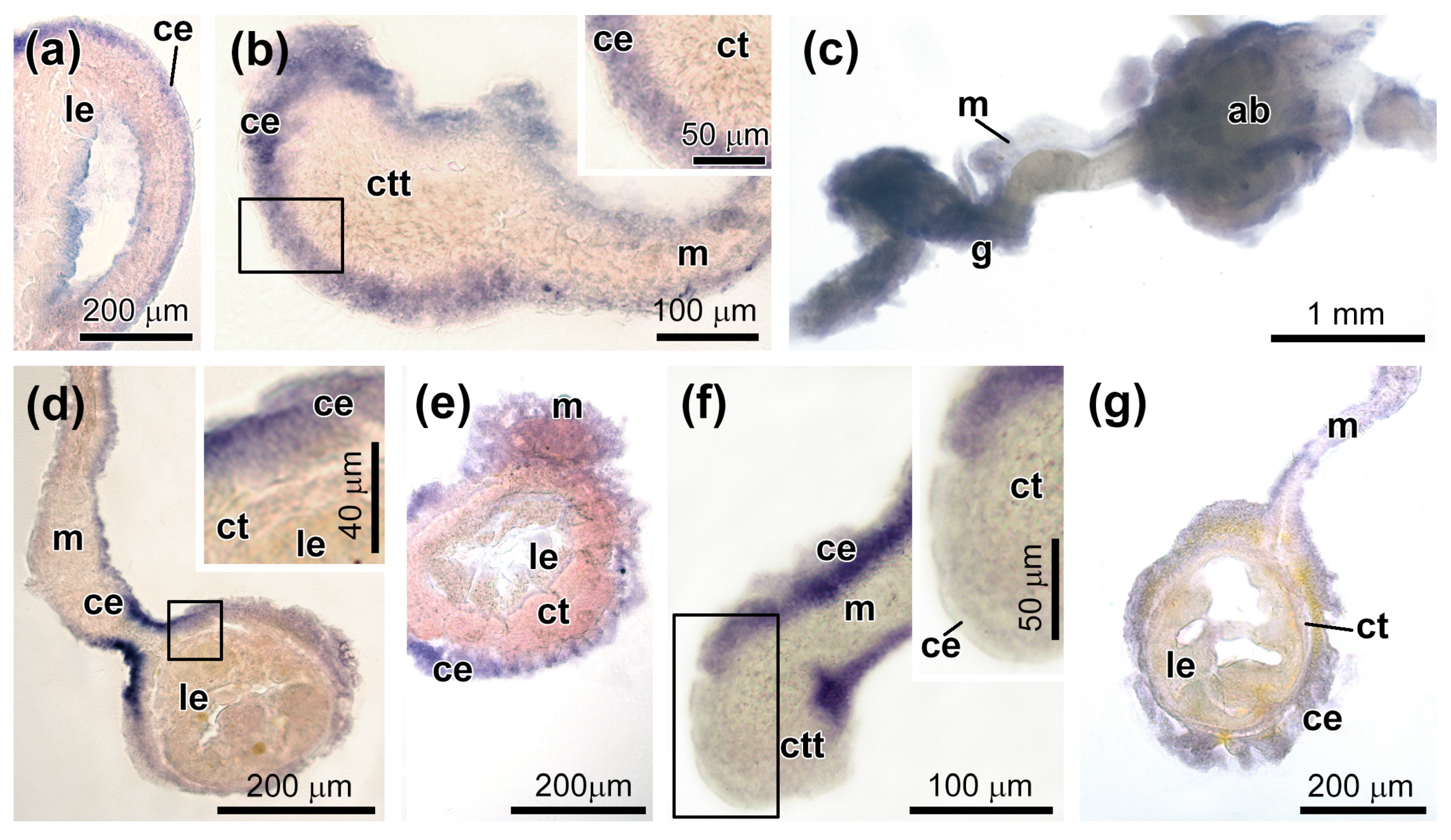 Genes 12 01292 g006 550