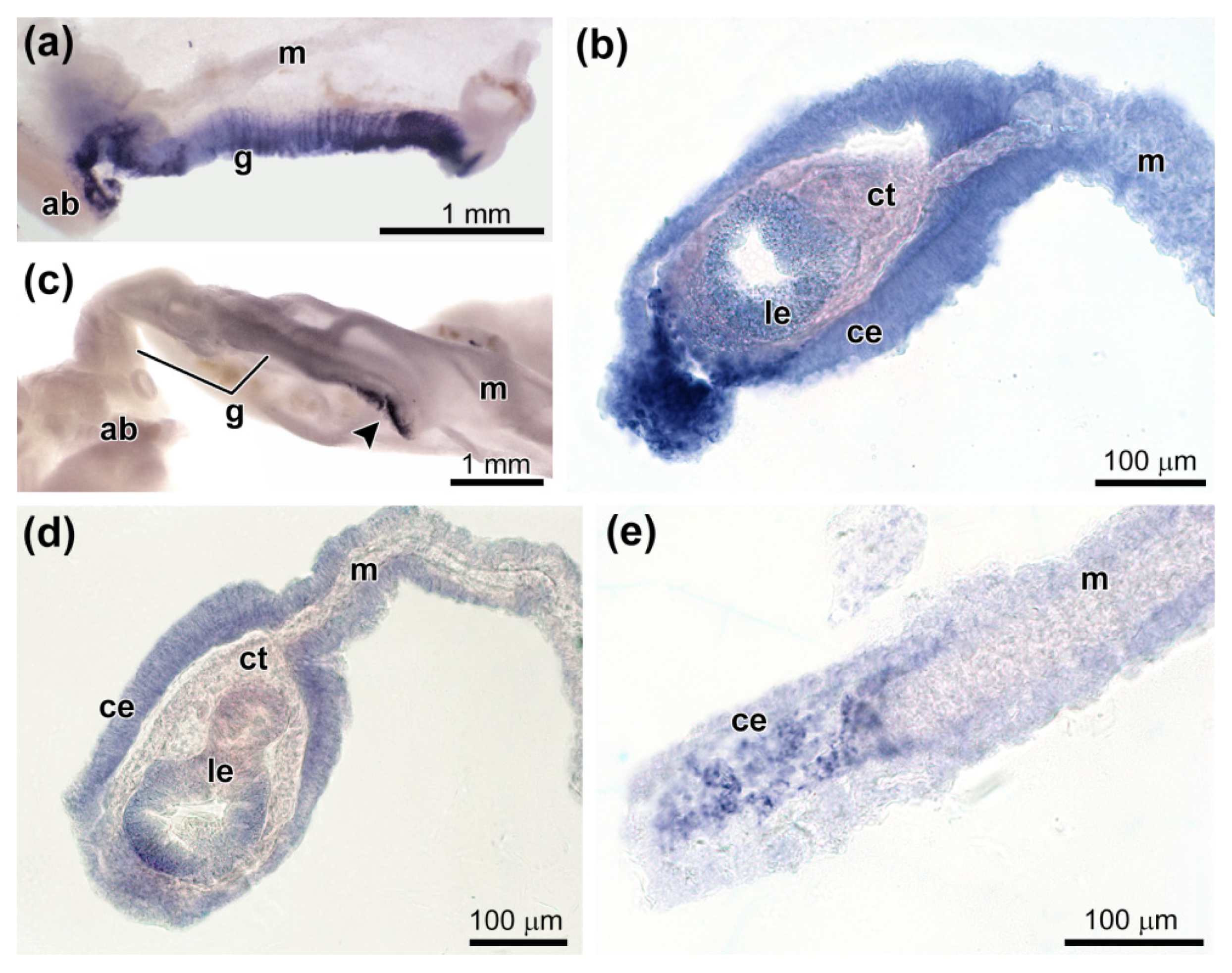 Genes 12 01292 g008 550