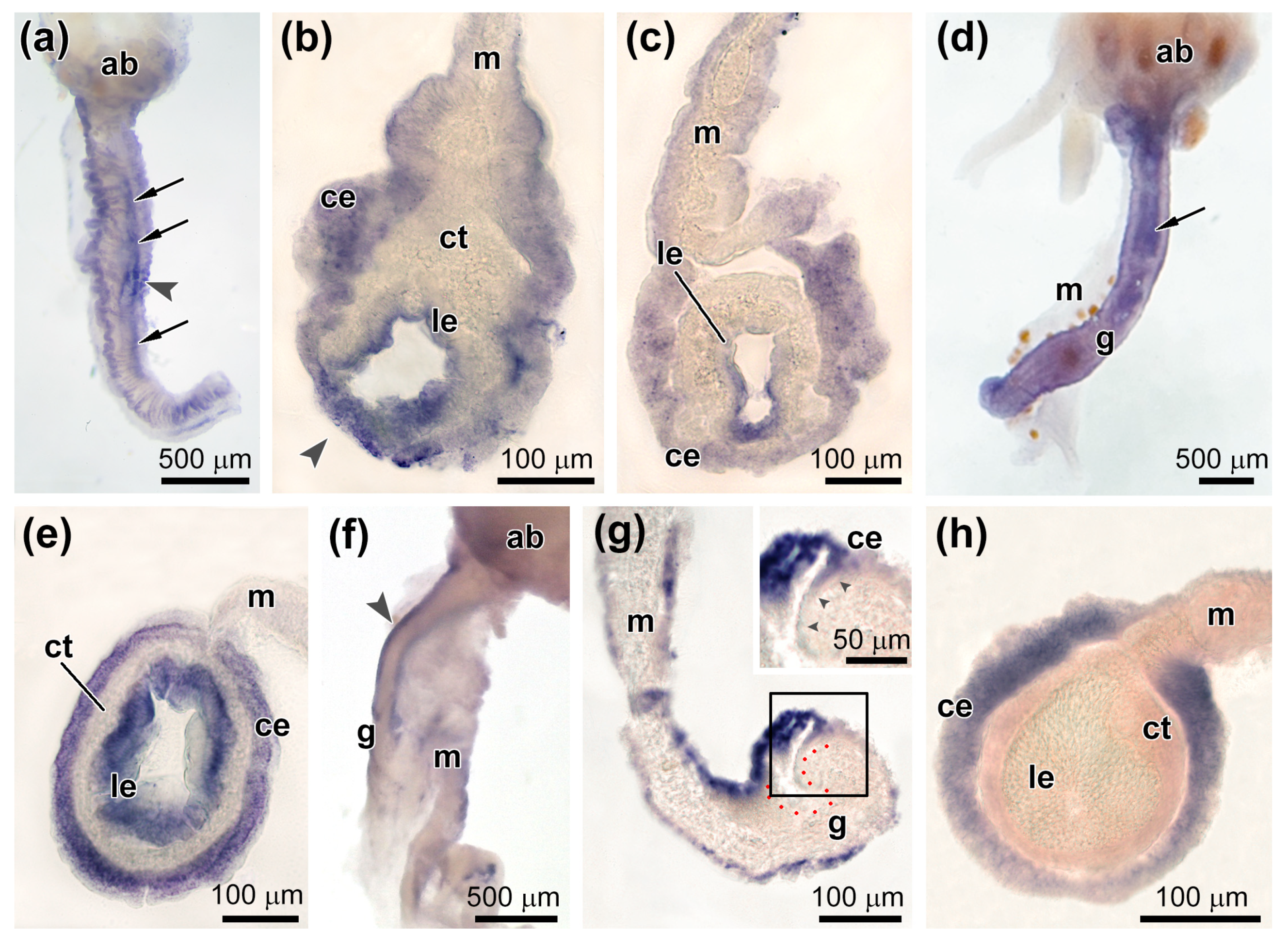 Genes 12 01292 g009 550