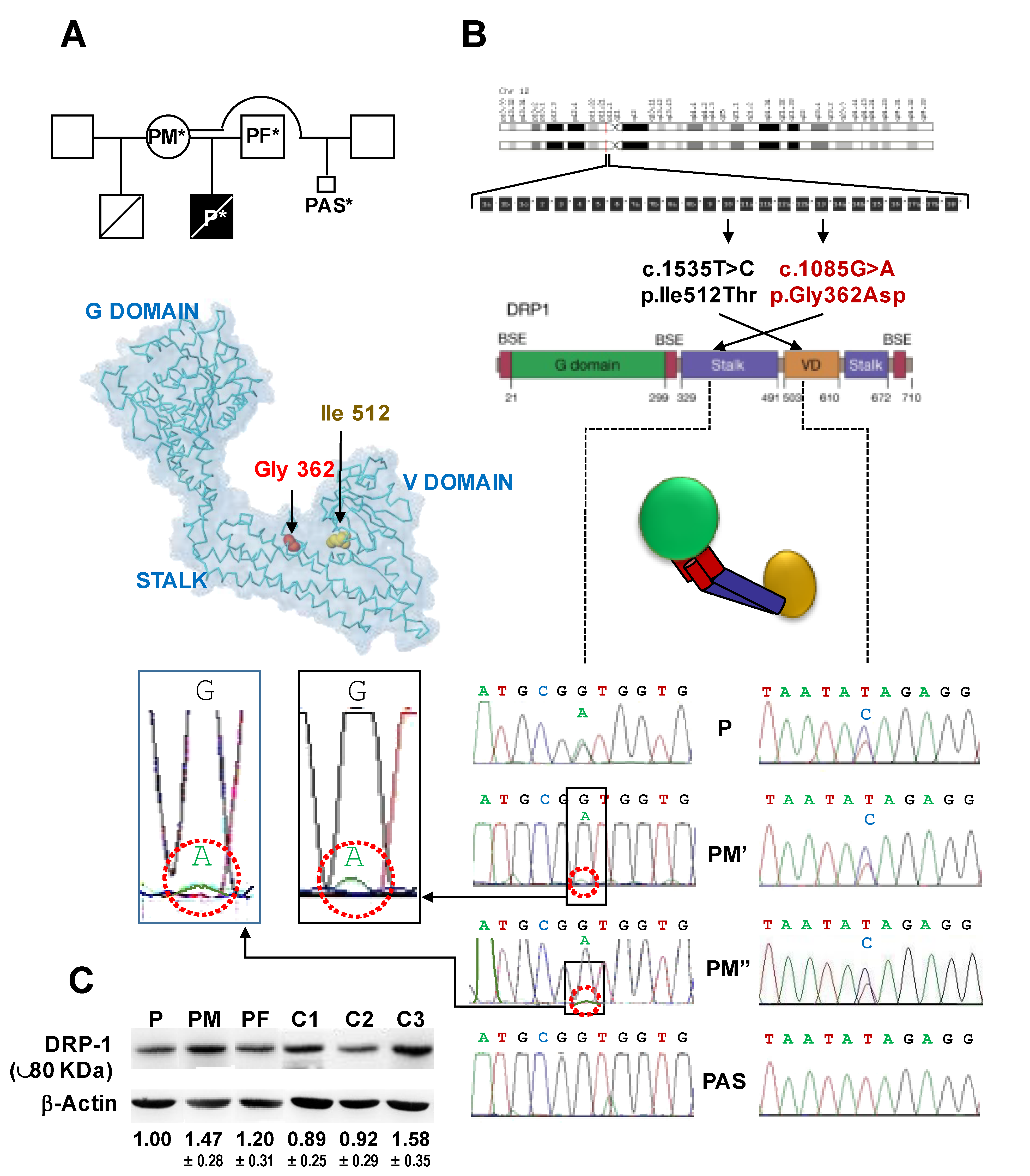 Genes 12 01295 g001