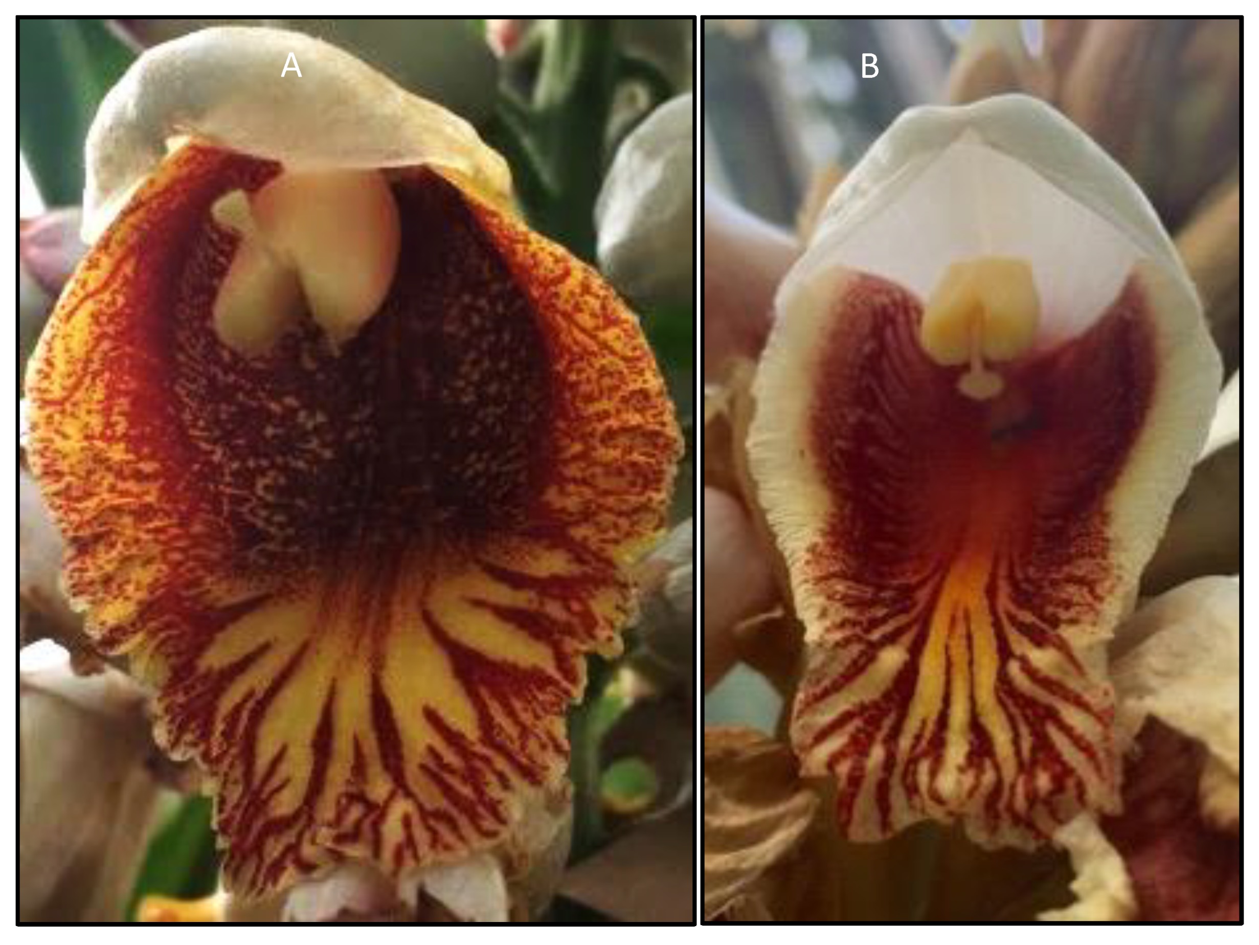 Genes 12 01297 g001 Genes 12 01297 g001