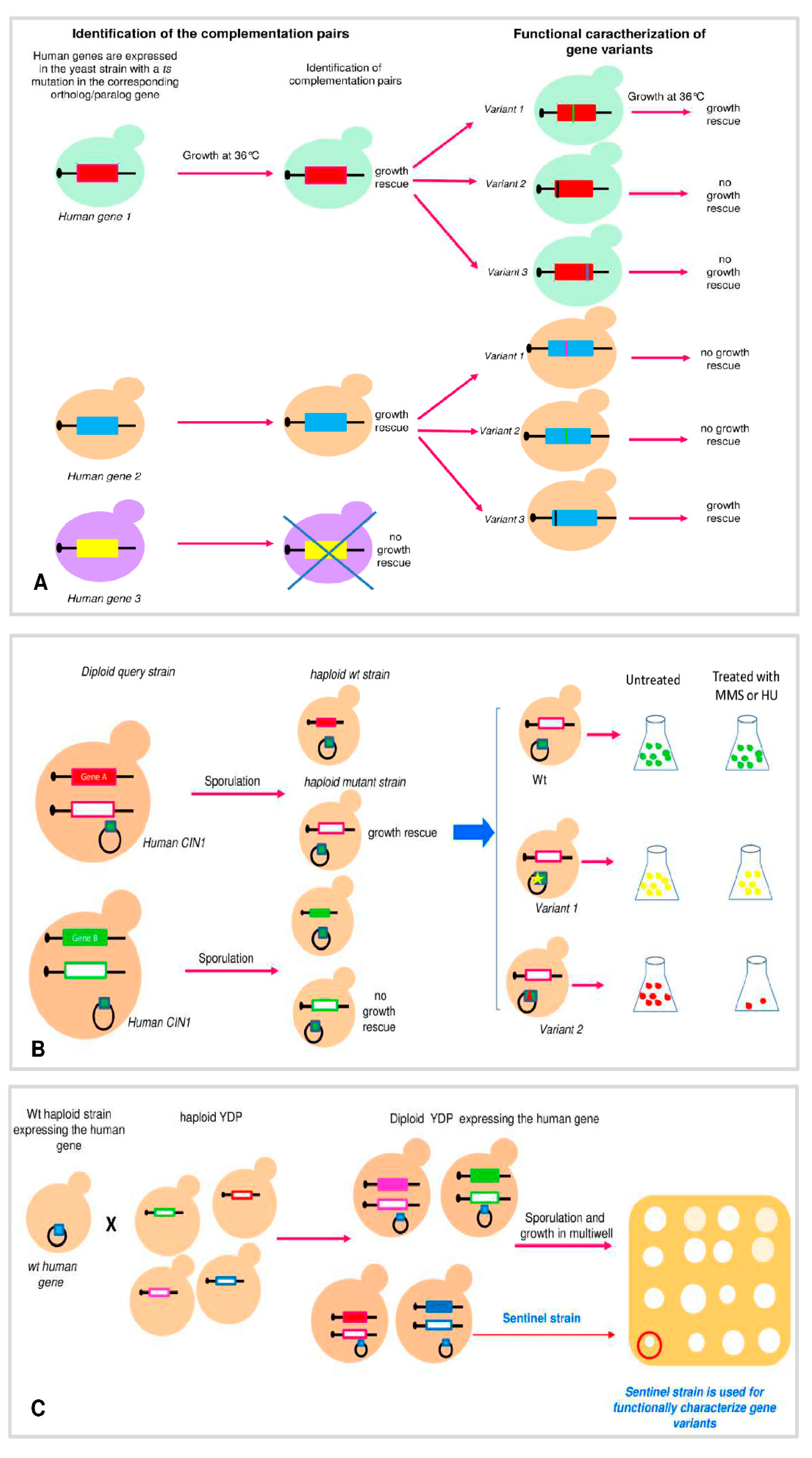 Genes | Free Full-Text | Yeast as a Tool to Understand the Significance of  Human Disease-Associated Gene Variants