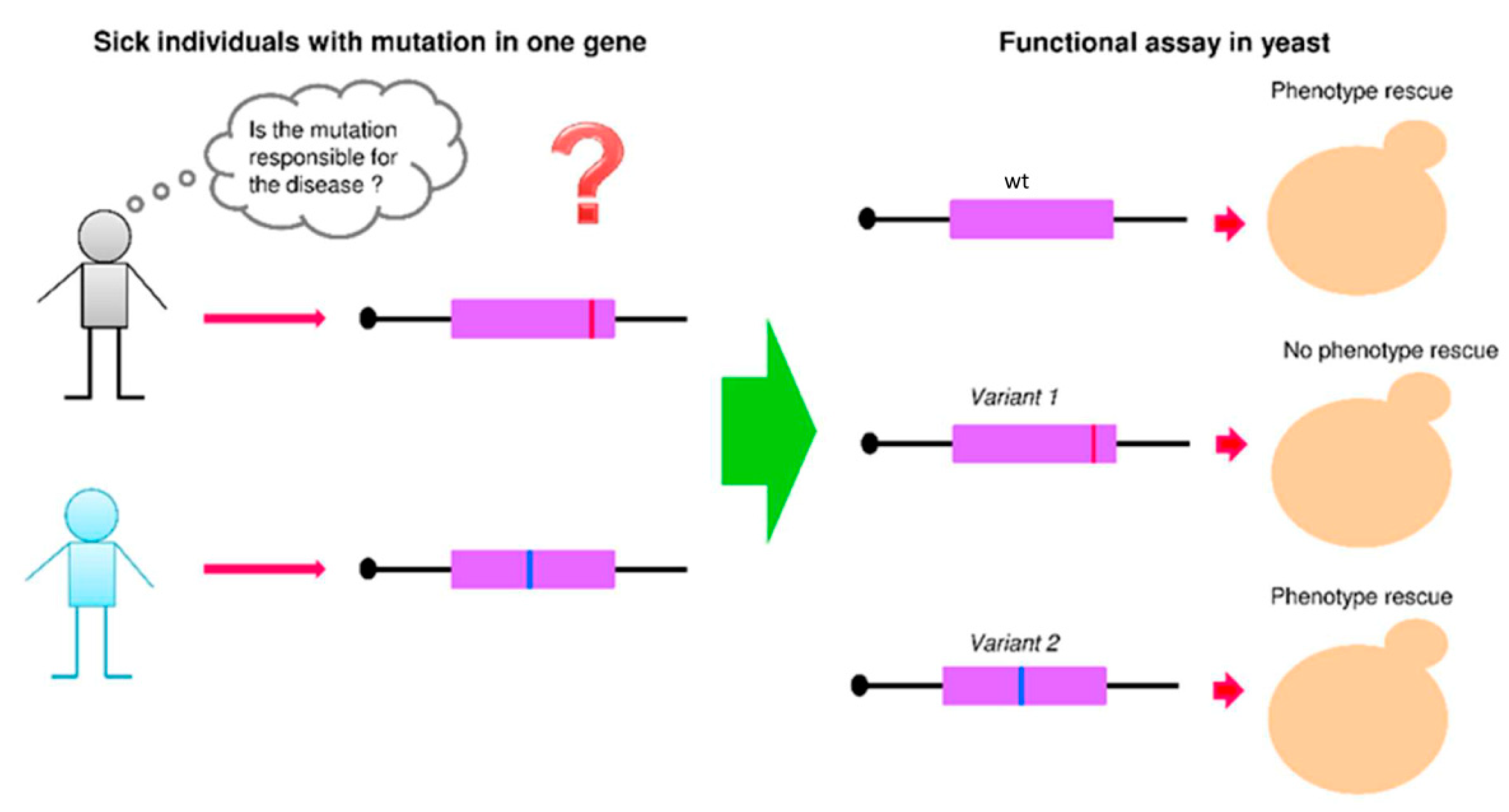 Genes 12 01303 g002 Genes 12 01303 g002