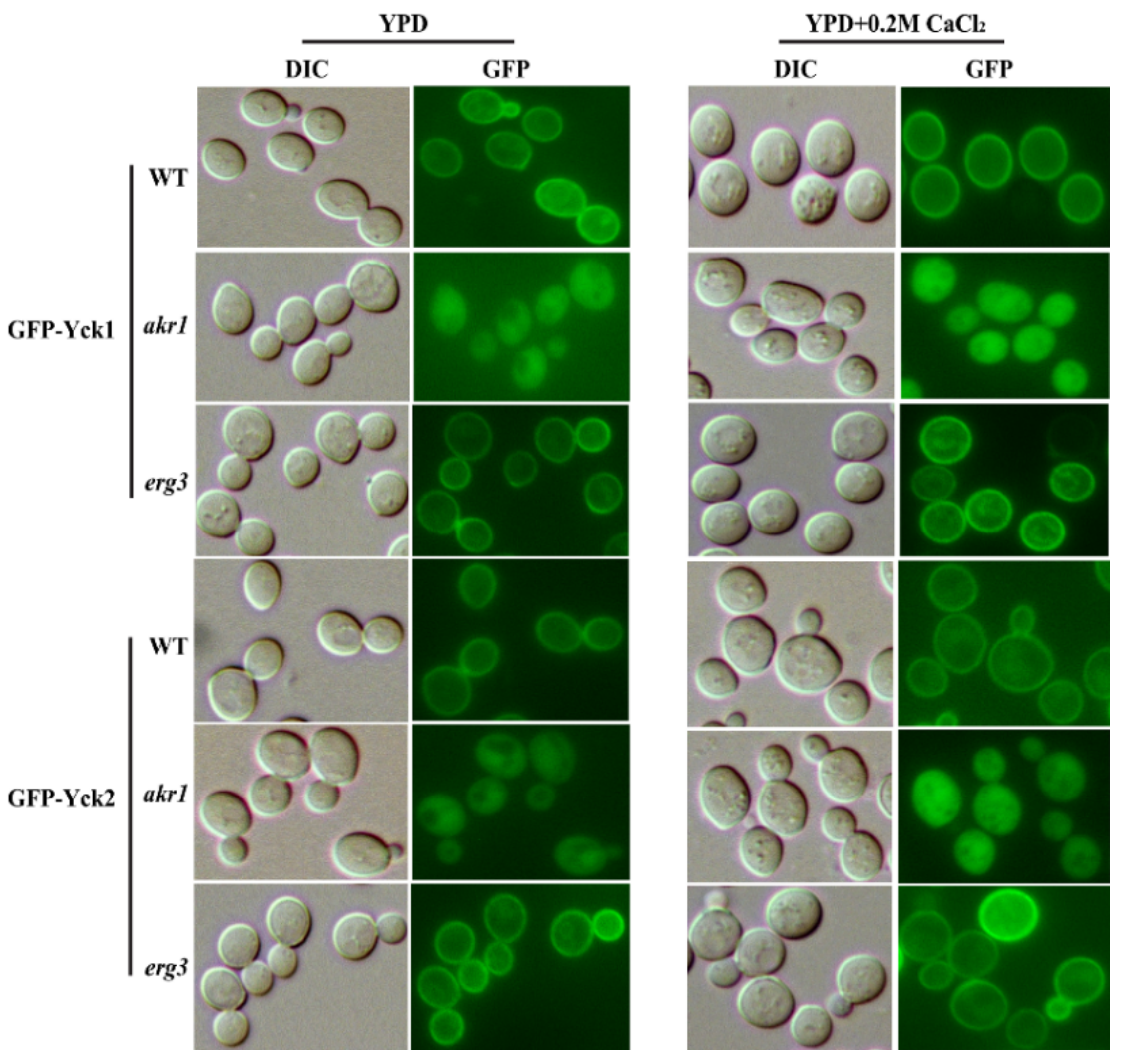 Genes 12 01311 g002 Genes 12 01311 g002