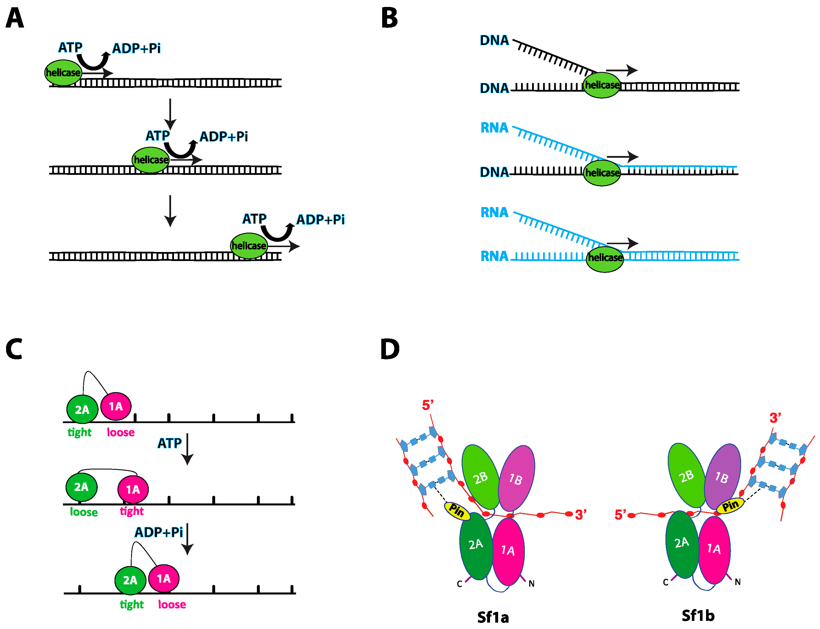 Genes 12 01319 g002 Genes 12 01319 g002