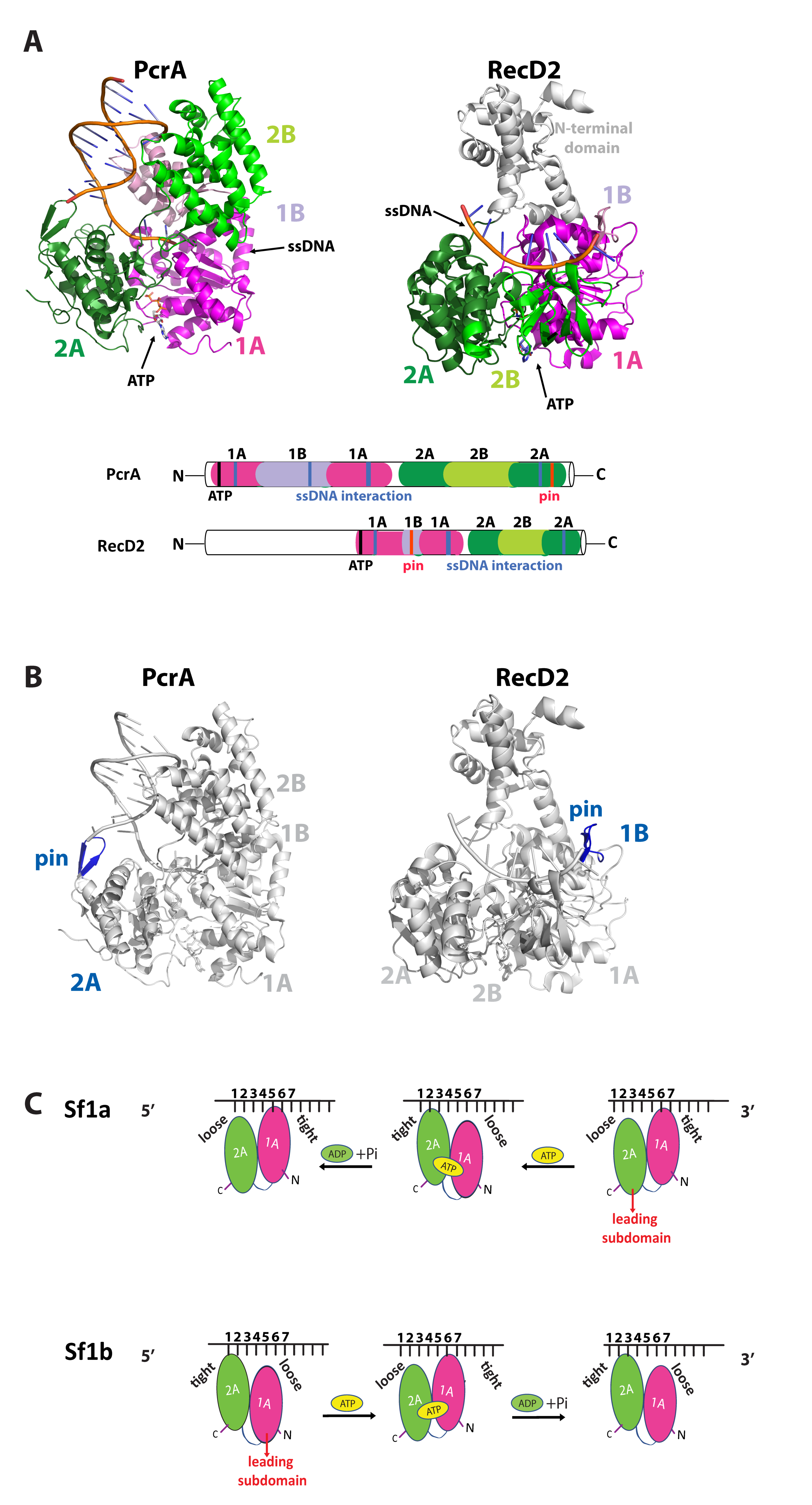 Genes 12 01319 g003 Genes 12 01319 g003