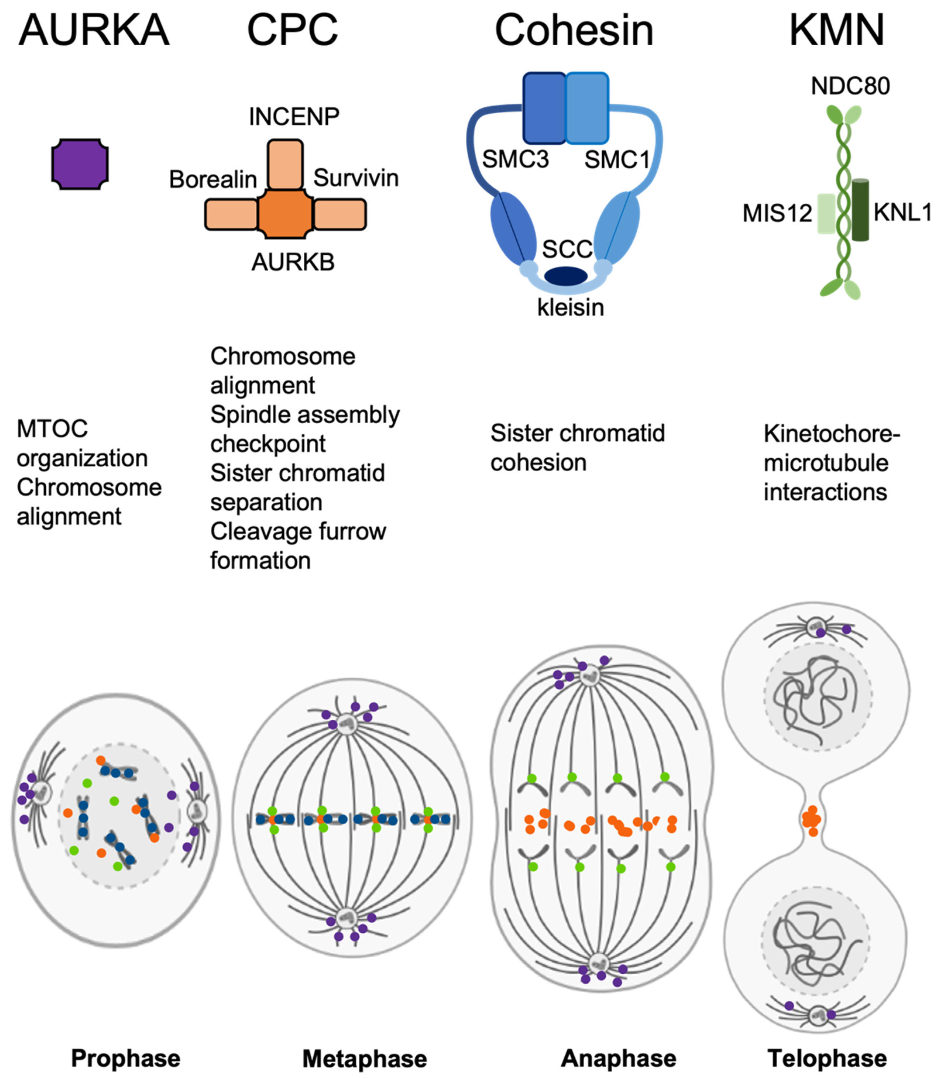 PDF) Lack of sex chromosome specific meiotic silencing in platypus