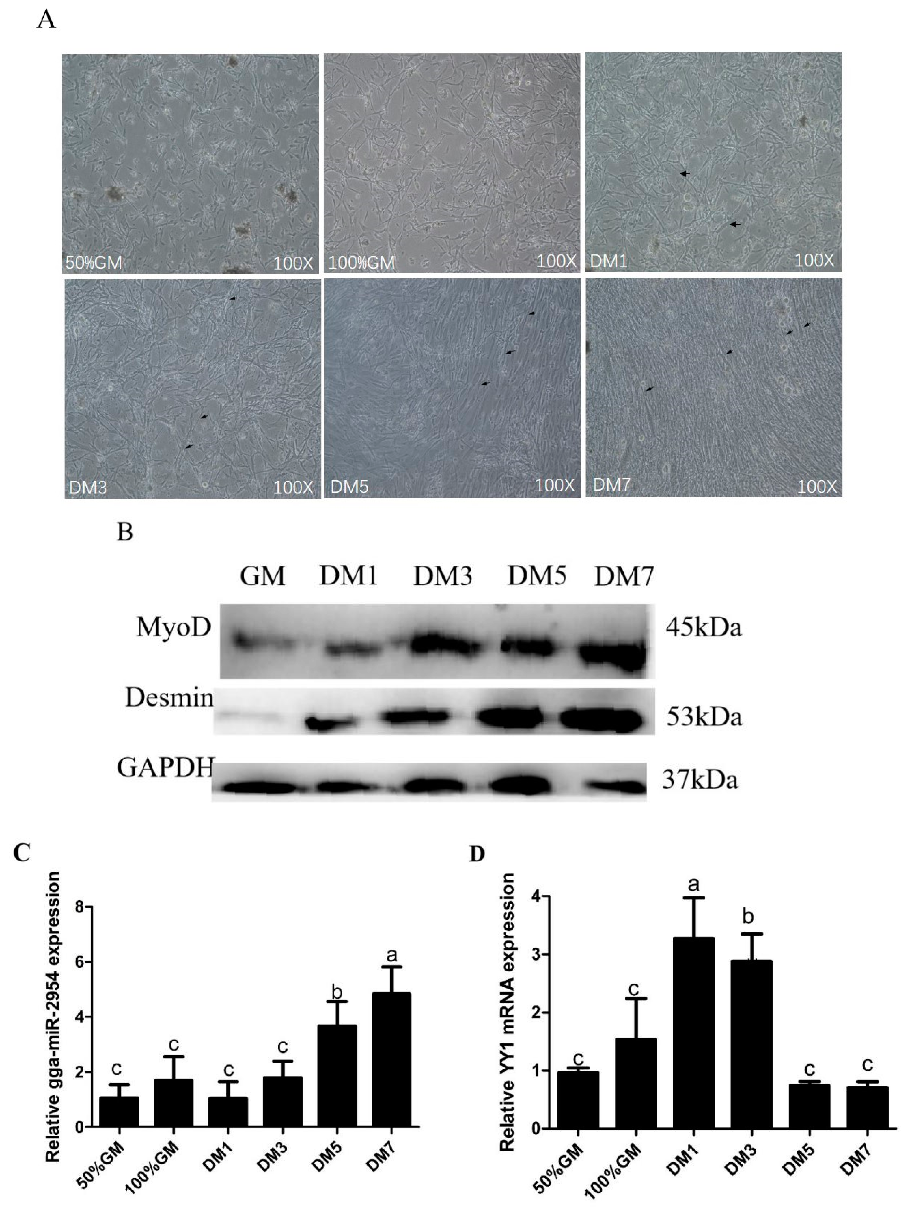 Genes 12 01325 g002 550