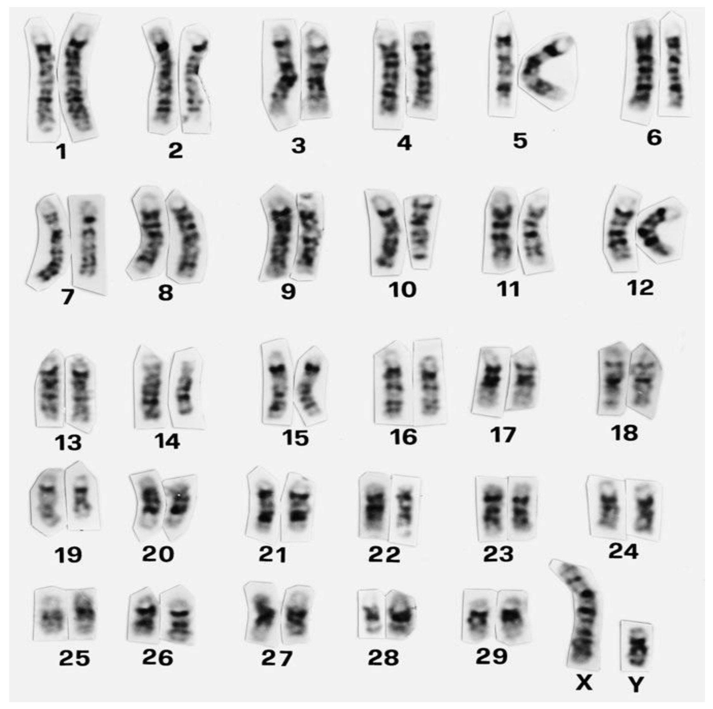 Genes | Free Full-Text | Chromosomal Aberrations in Cattle