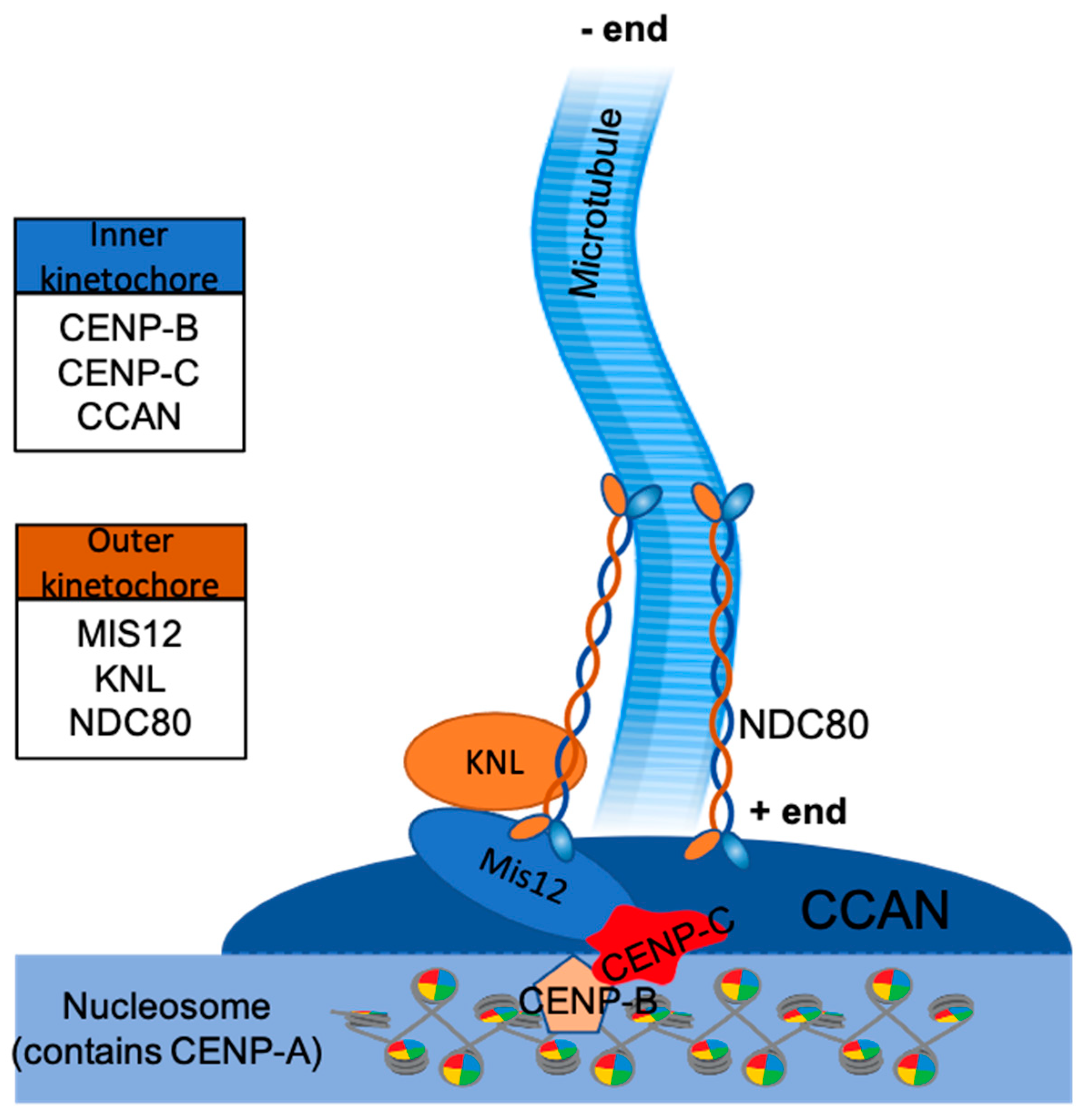 Genes 12 01338 g003 Genes 12 01338 g003