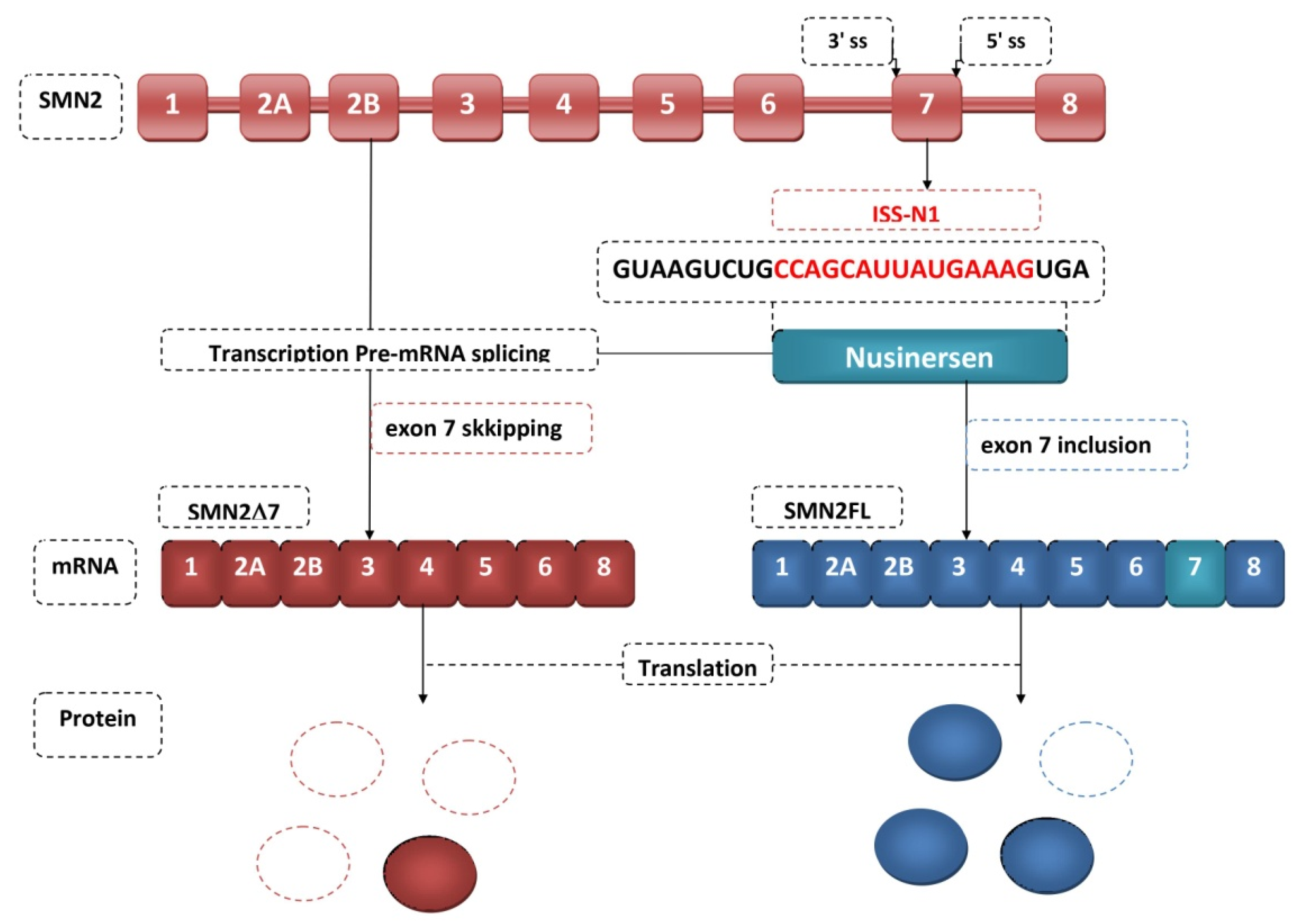 Genes 12 01346 g003