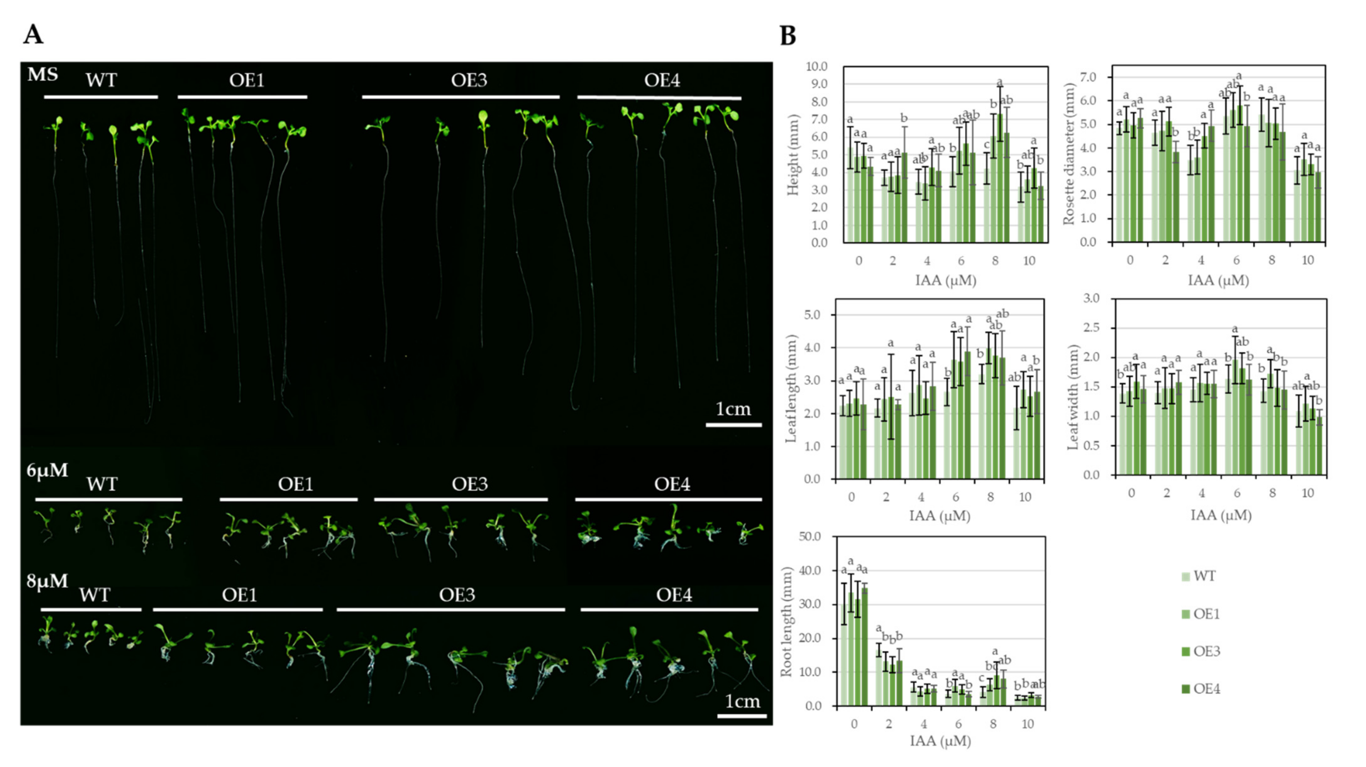 Genes 12 01367 g003 550