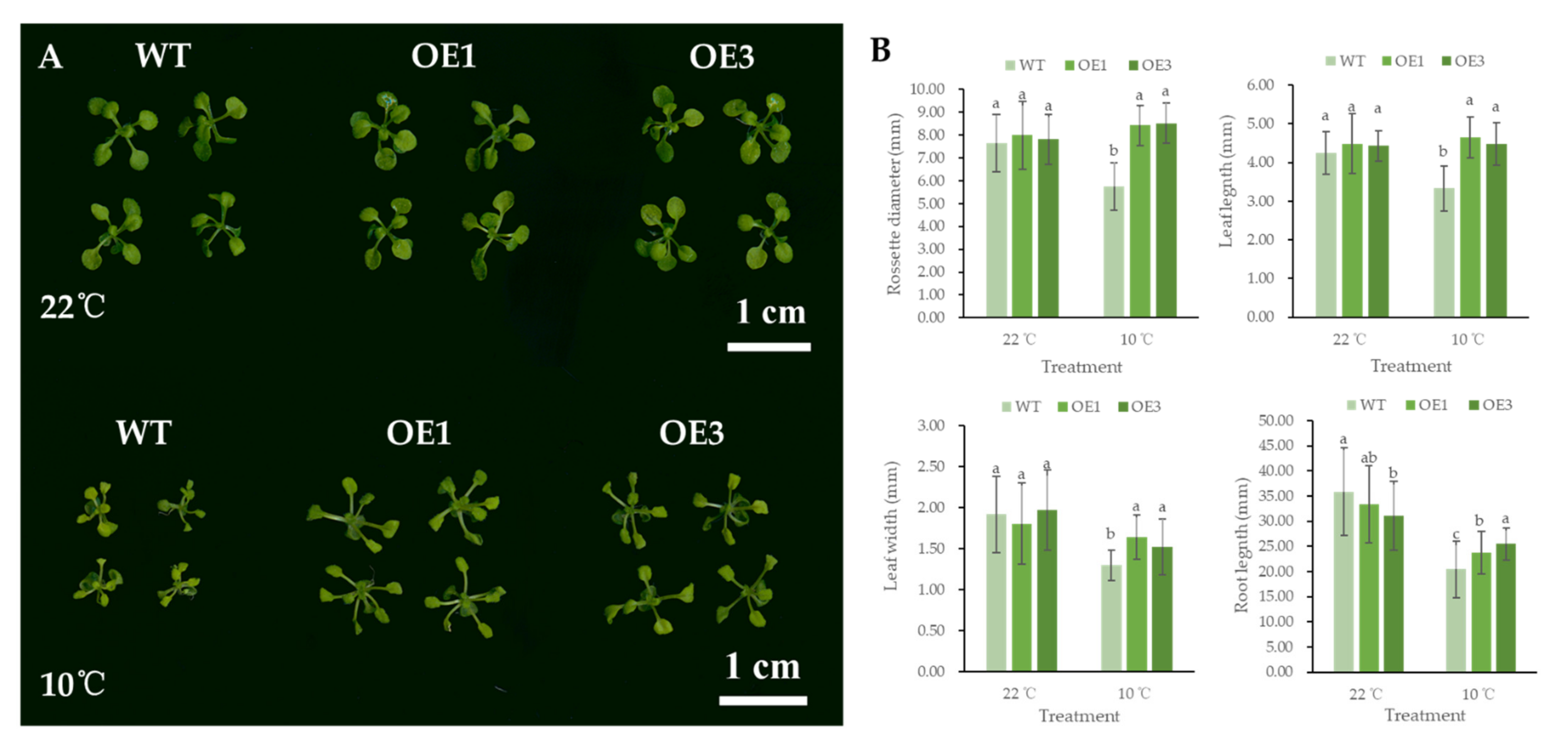 Genes 12 01367 g004 550