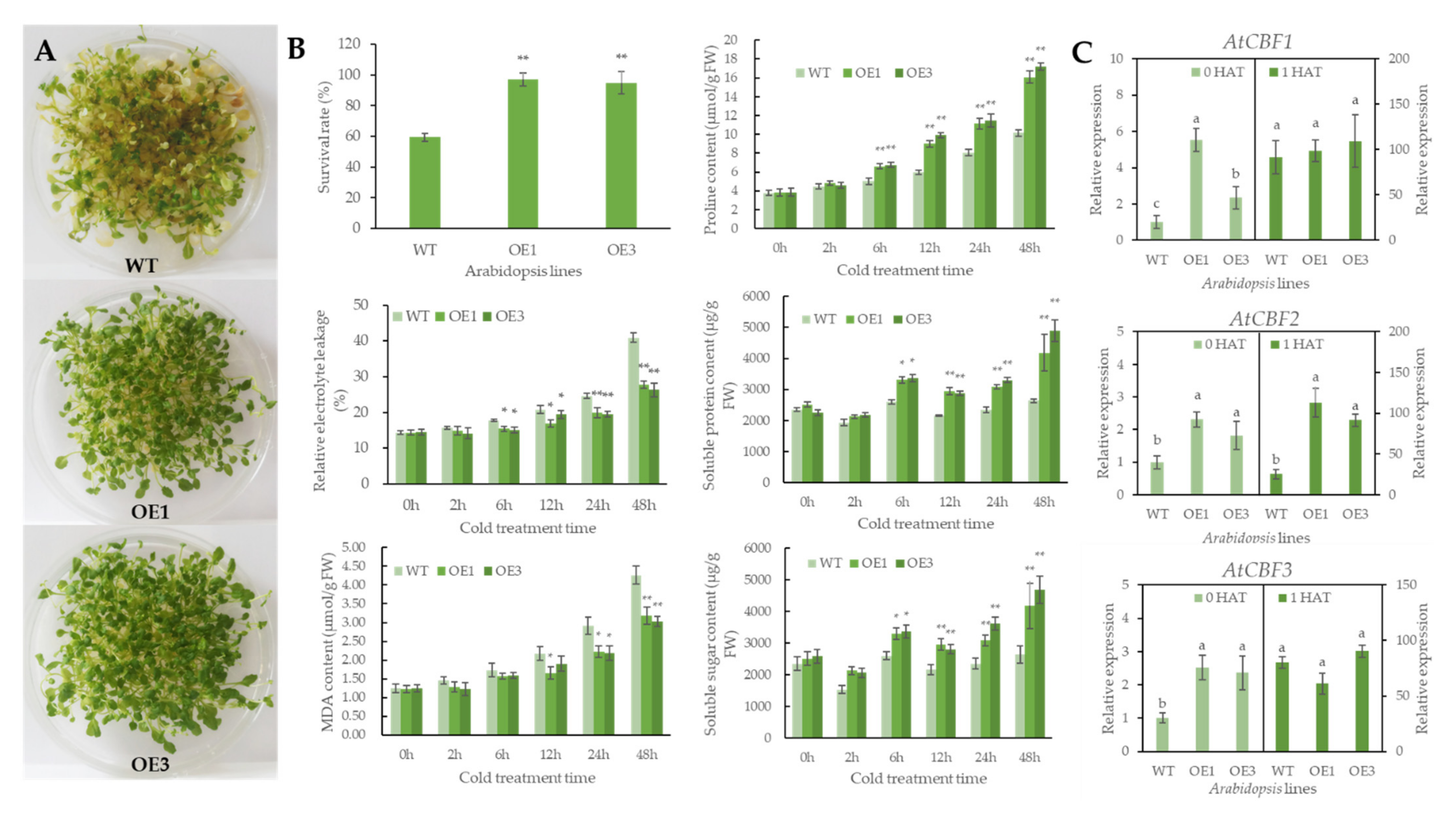 Genes 12 01367 g005 550