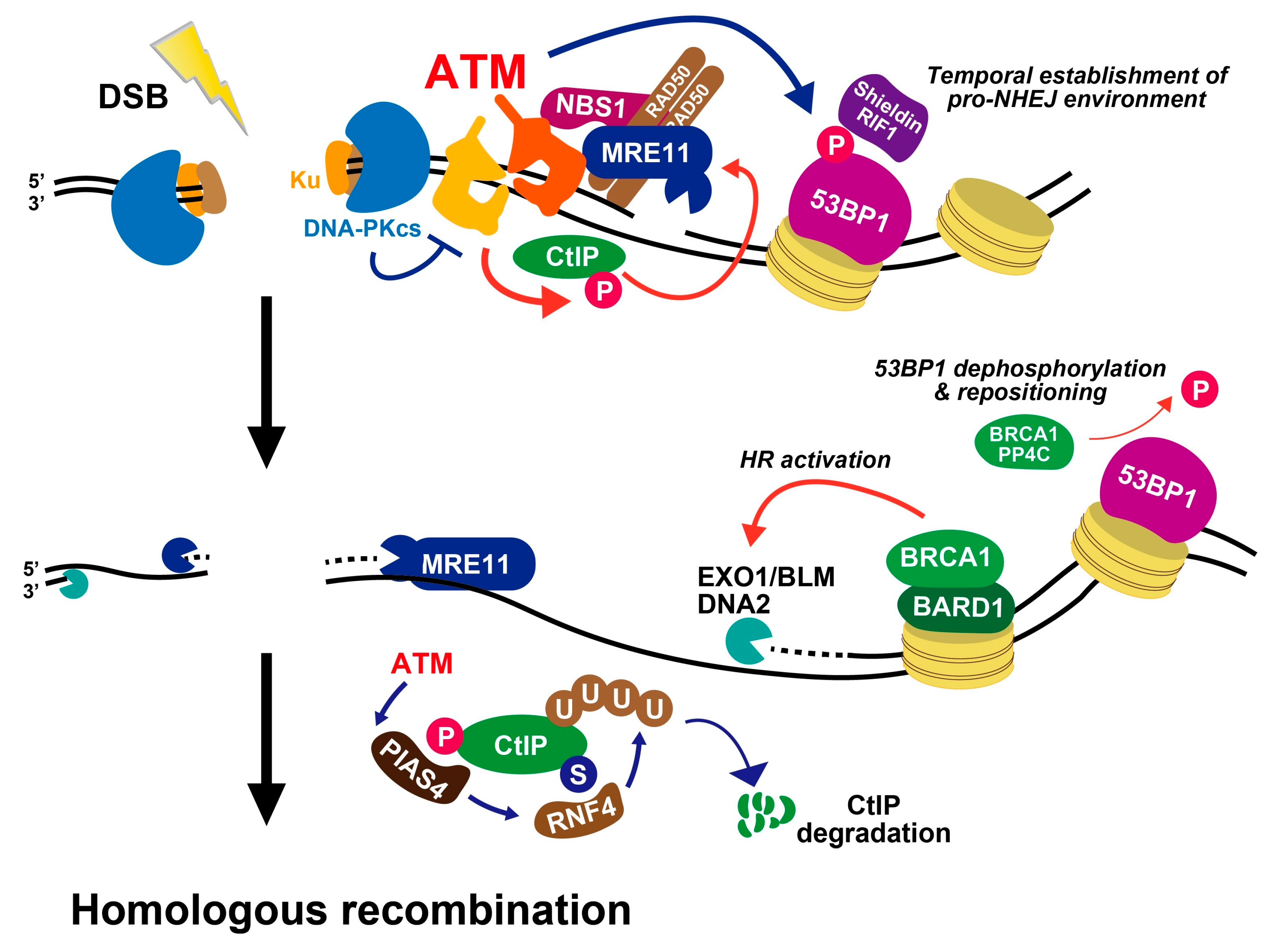 Genes 12 01370 g004 550