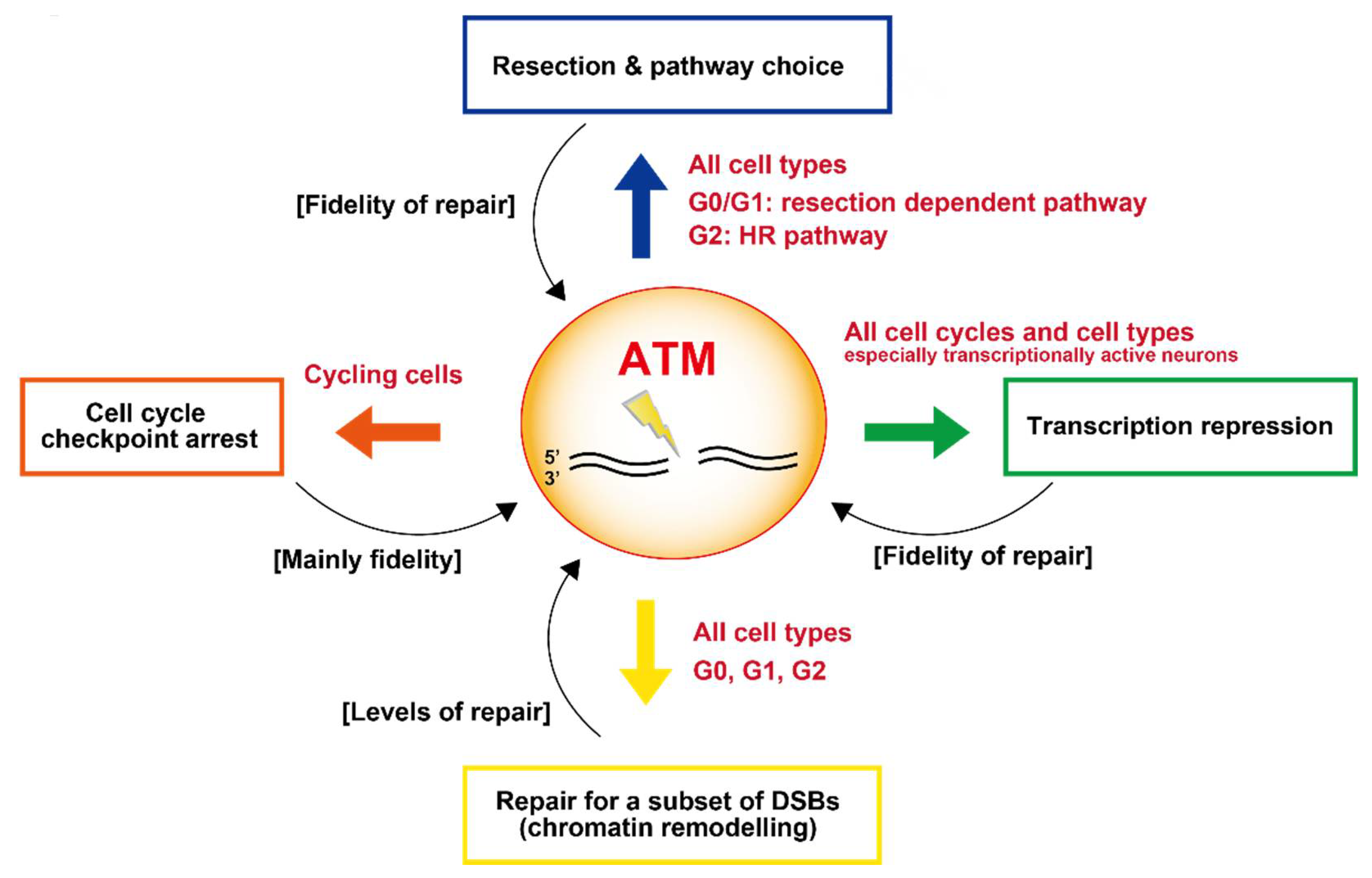 Genes 12 01370 g005 550