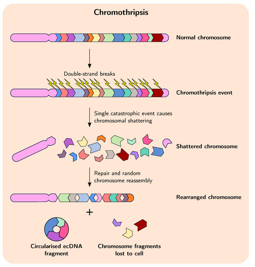 genes free full text gene duplication and gene fusion are important drivers of tumourigenesis during cancer evolution html