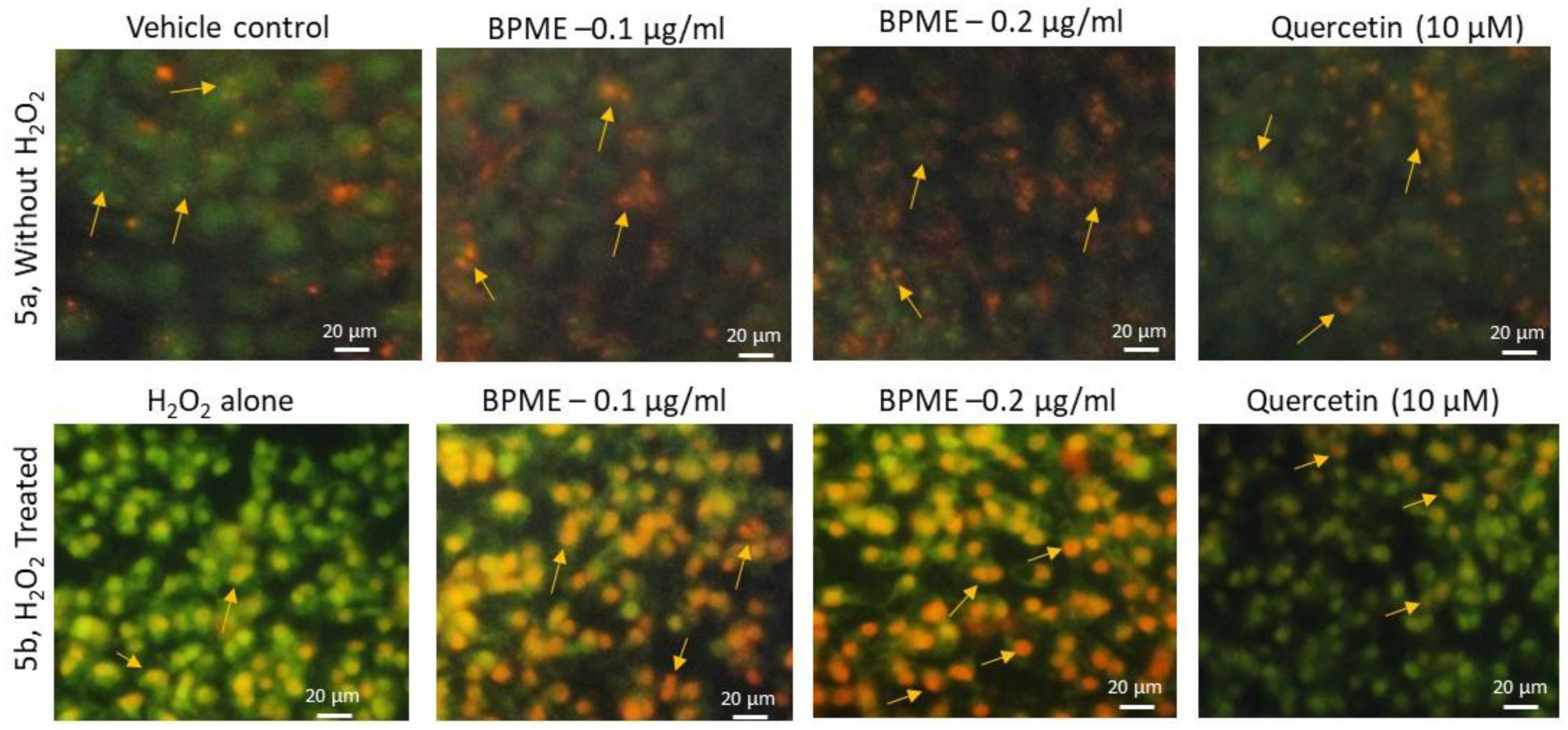 Genes 12 01380 g005 Genes 12 01380 g005