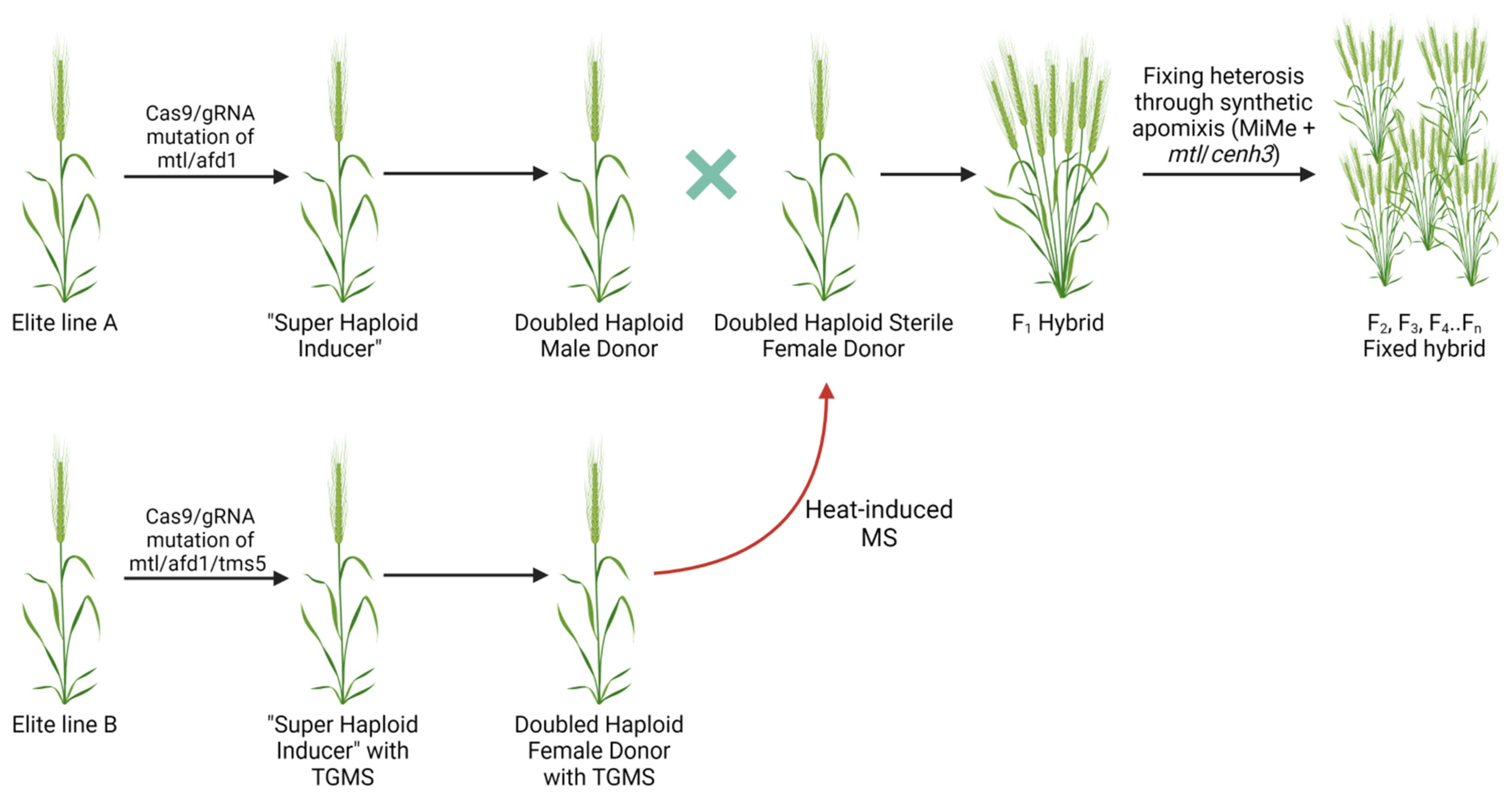 Genes Free Full Text Advances In Gene Editing Of Haploid Tissues In Crops Html