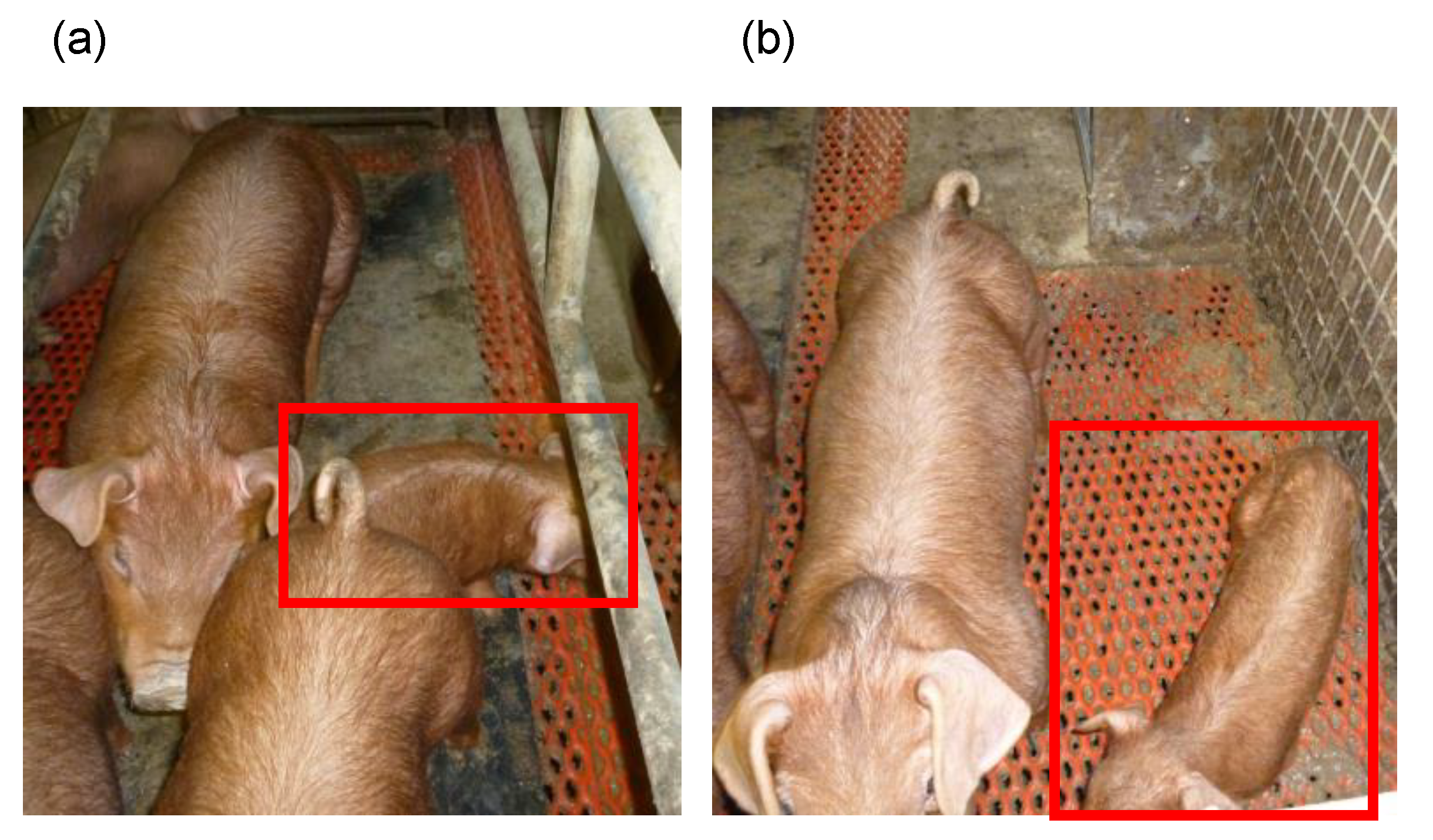 Genes 12 01424 g001 550