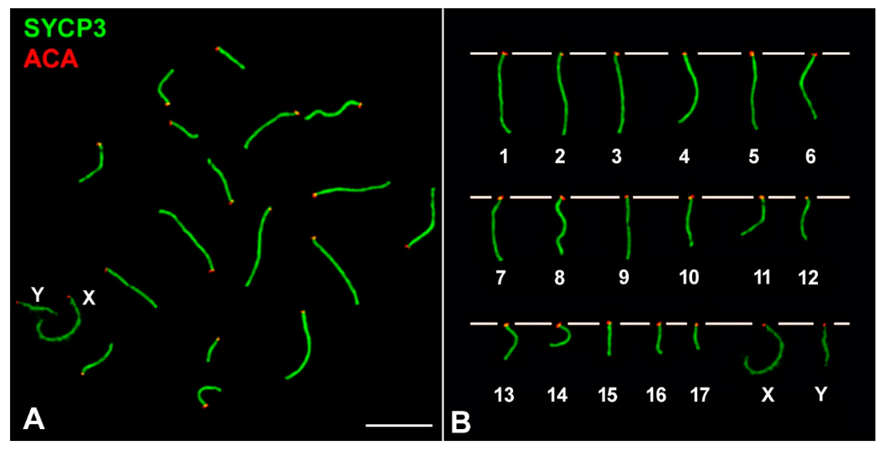 Genes 12 01434 g001