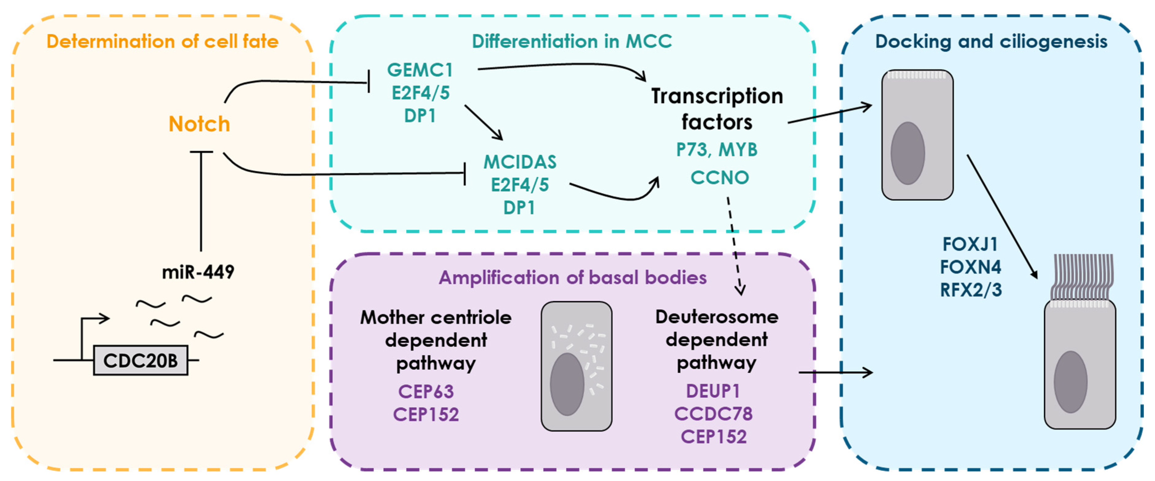 Genes 12 01452 g002