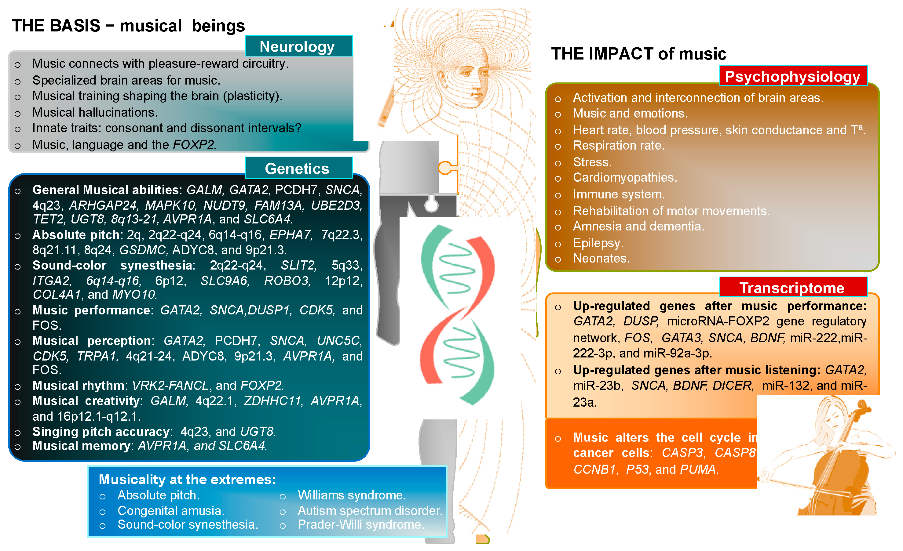 Genes Free Full-Text Sensogenomics and the Biological Background Underlying Musical Stimuli Perspectives for a New Era of Musical Research