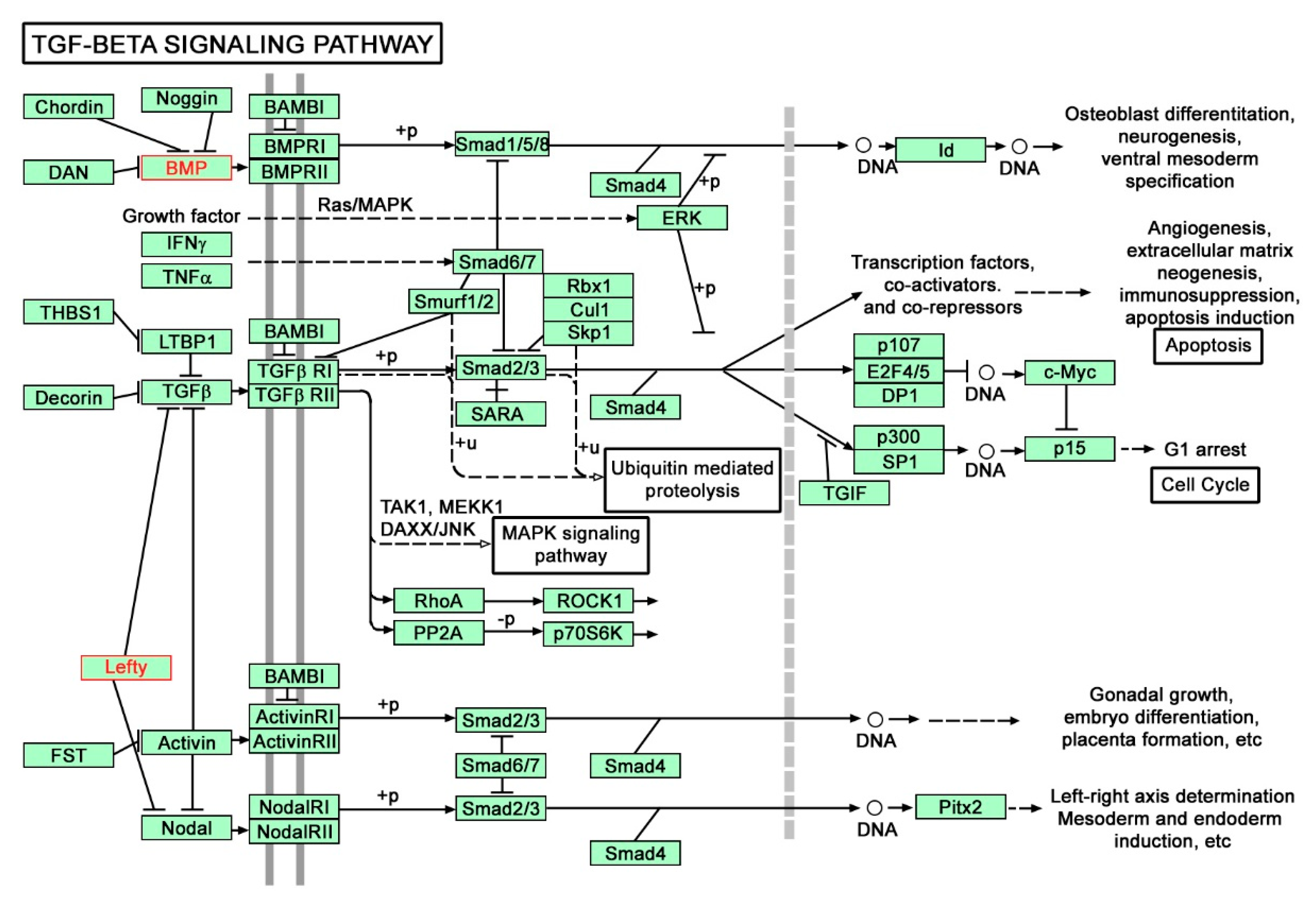 Genes 12 01477 g002 Genes 12 01477 g002