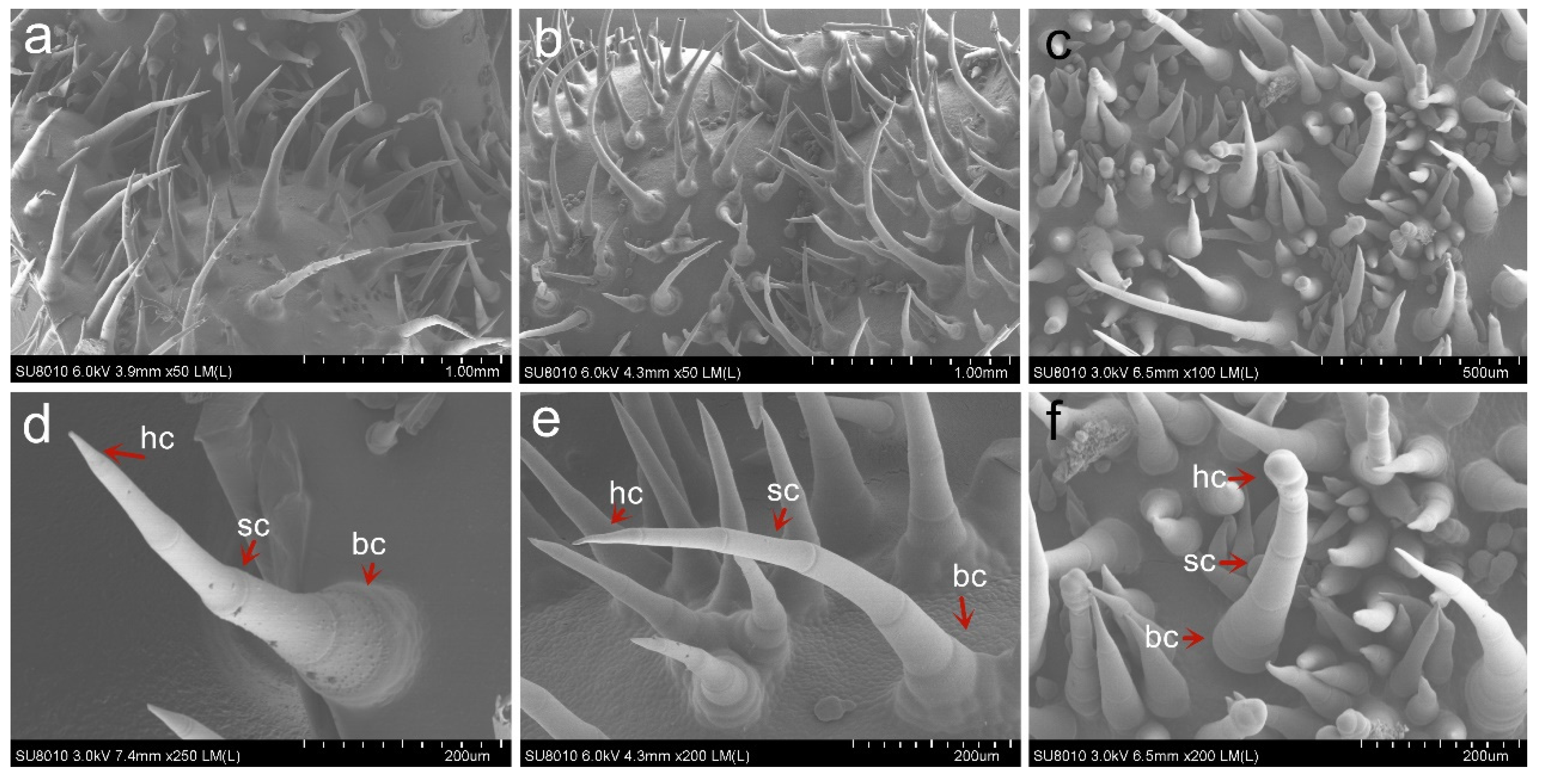 Genes 12 01478 g002 550
