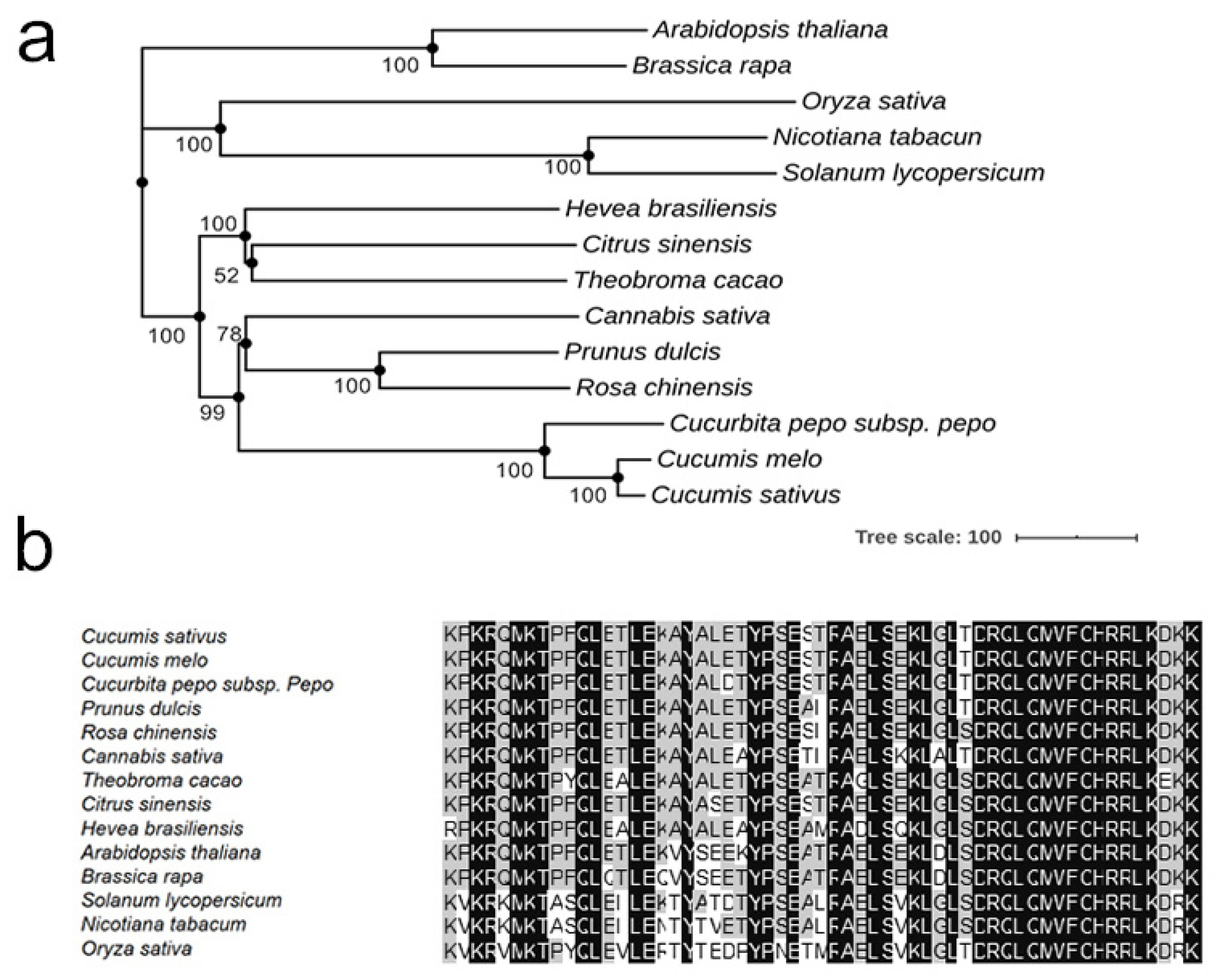 Genes 12 01478 g004 550