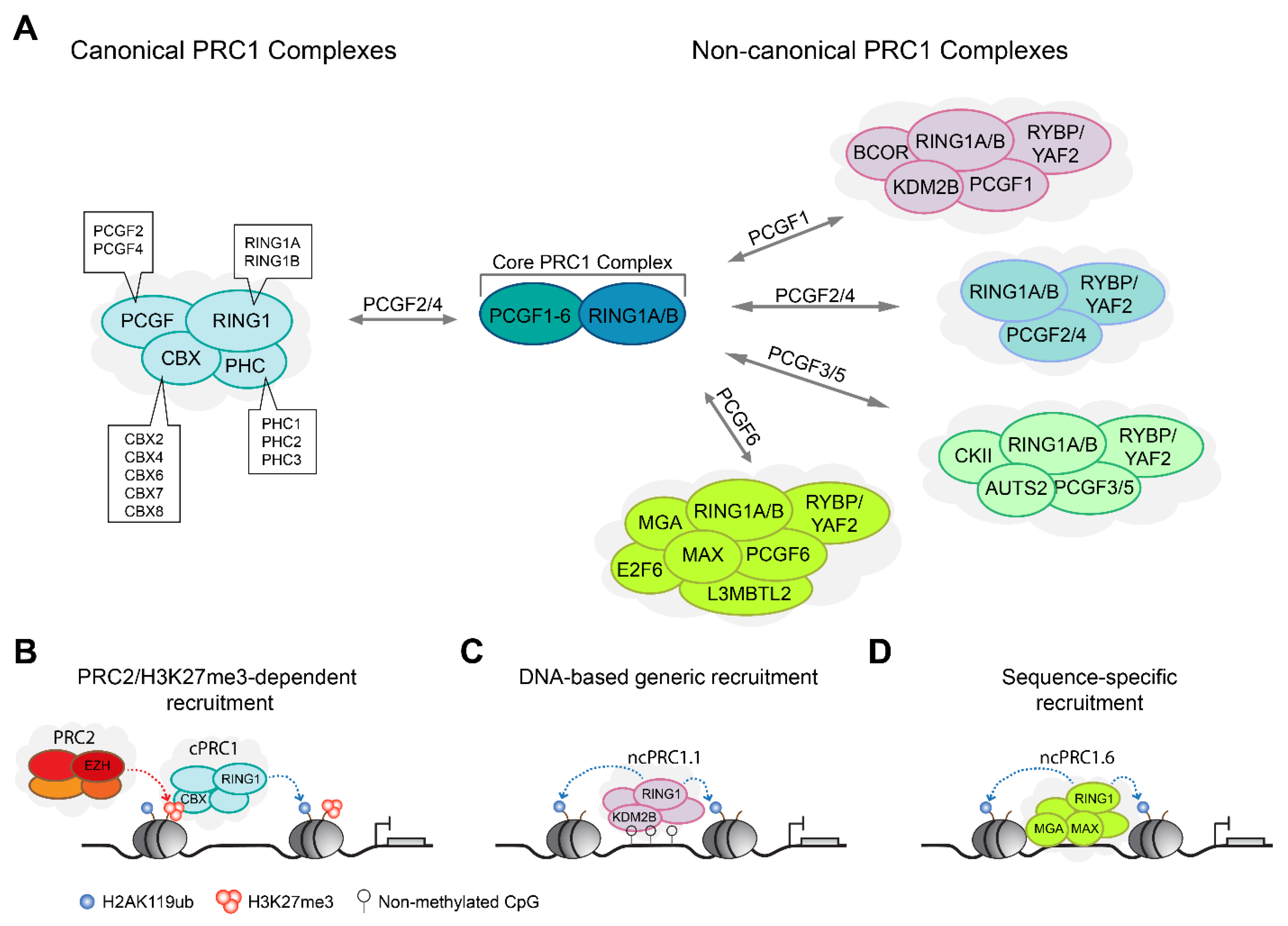 Genes 12 01485 g001
