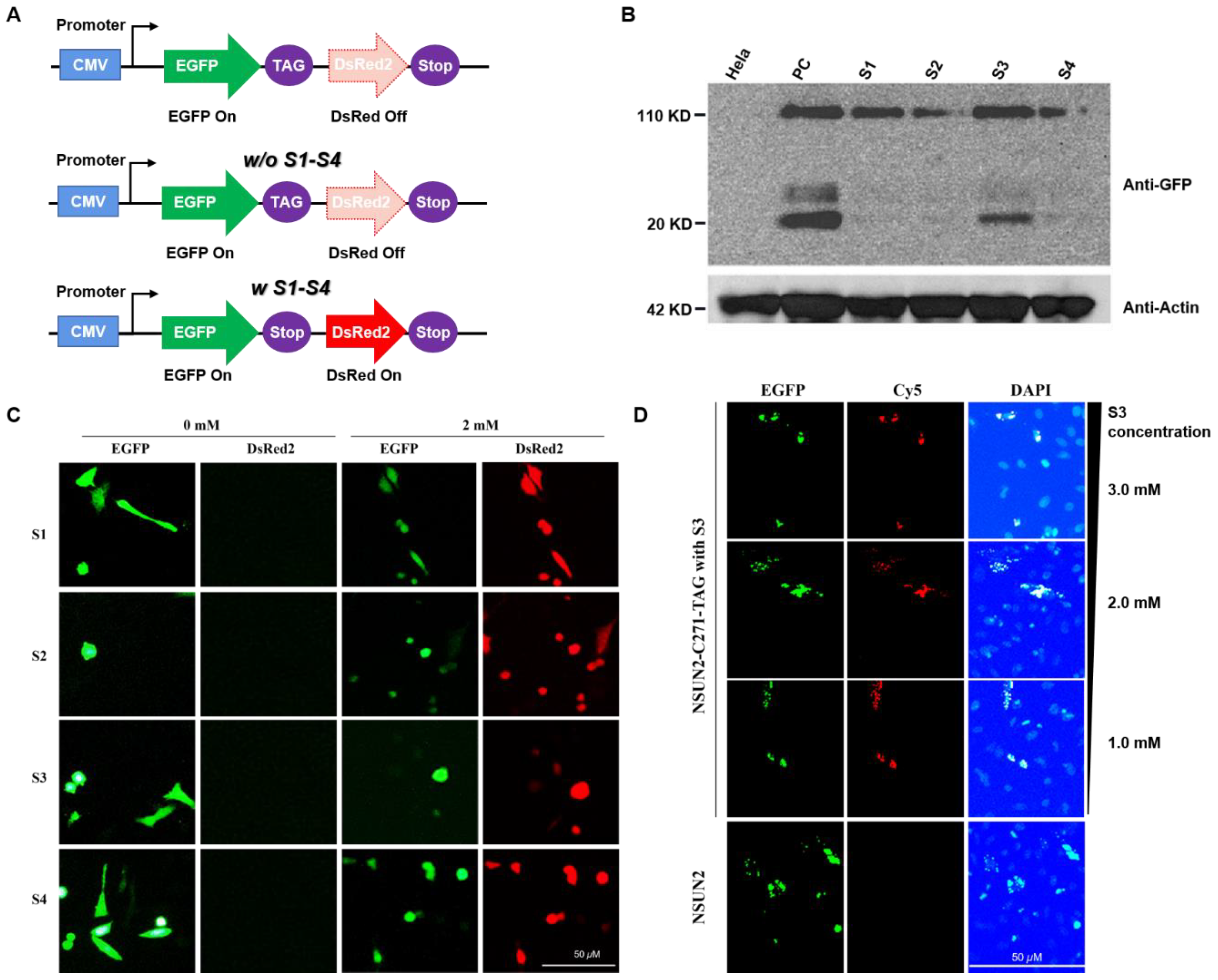 Genes 12 01488 g003 550