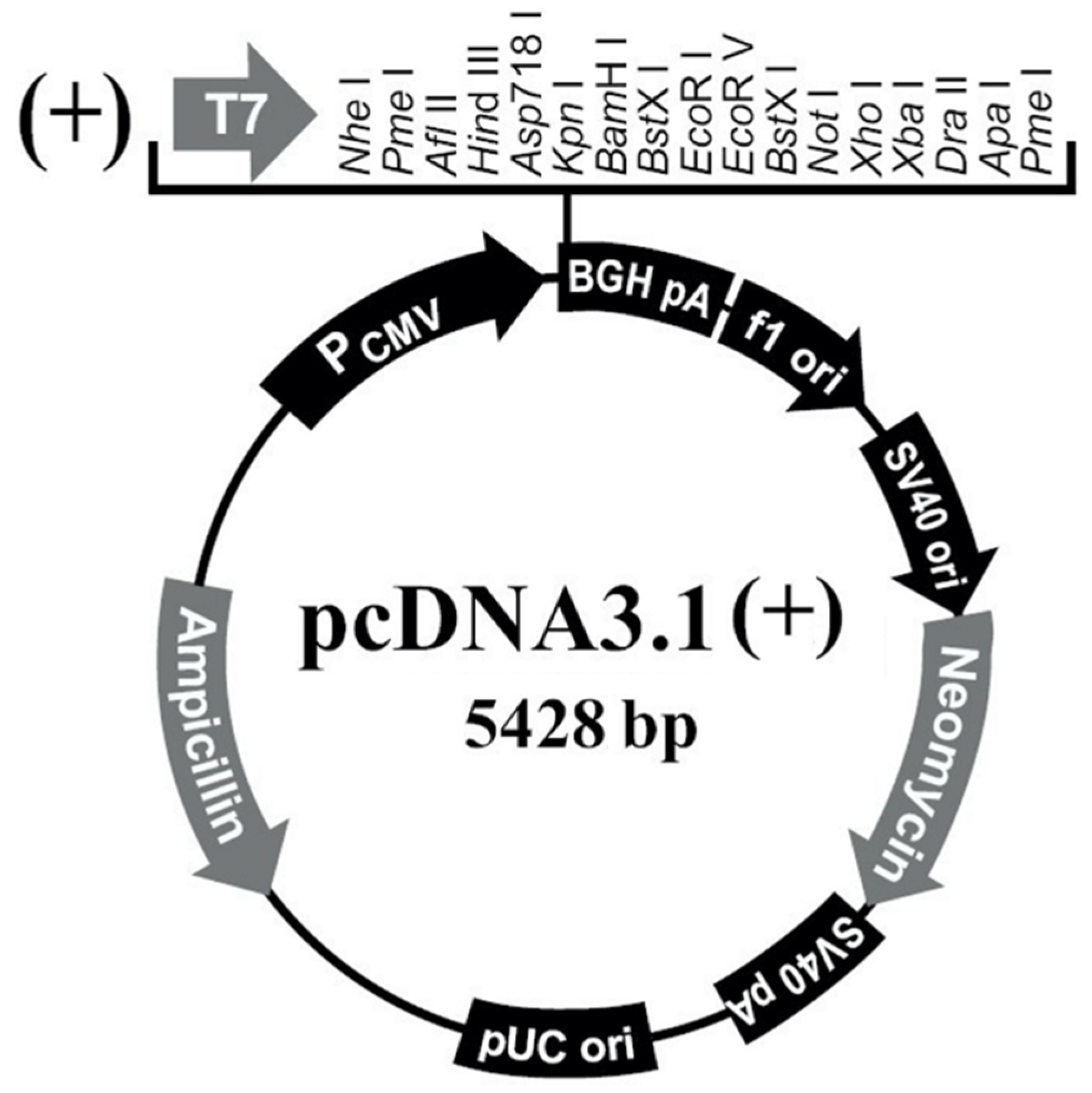 Genes 12 01490 g002 550