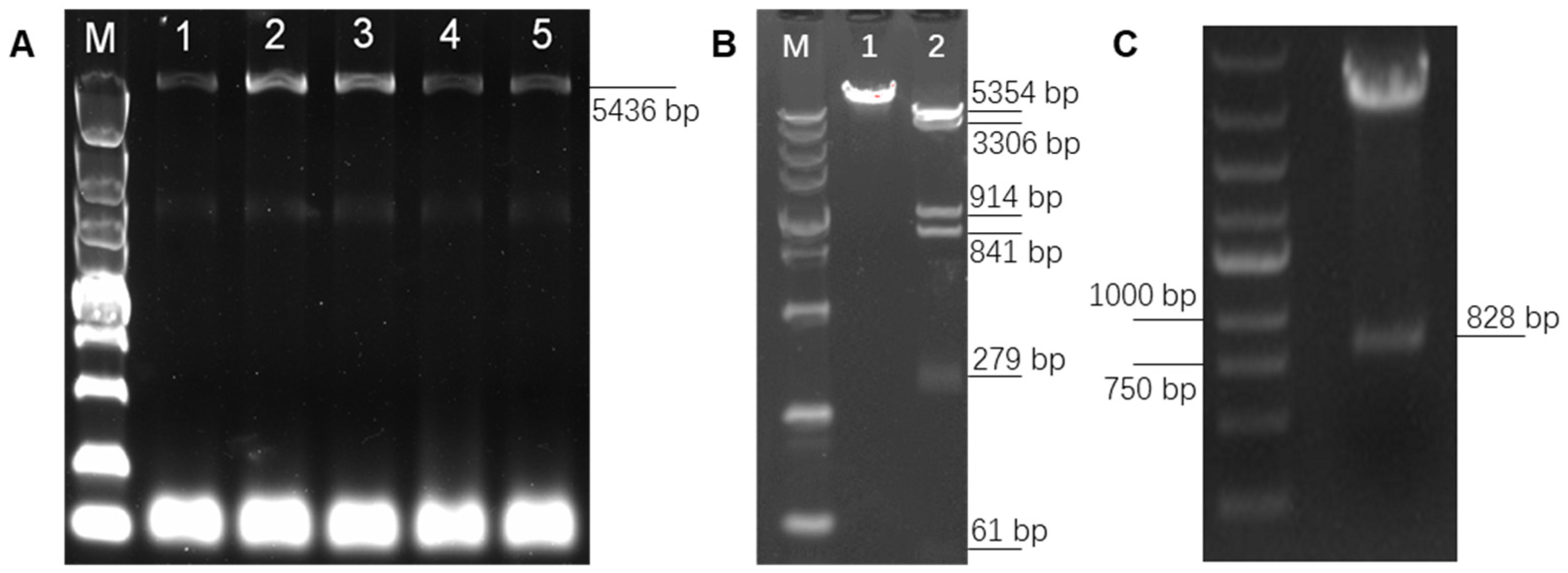 Genes 12 01490 g003 550