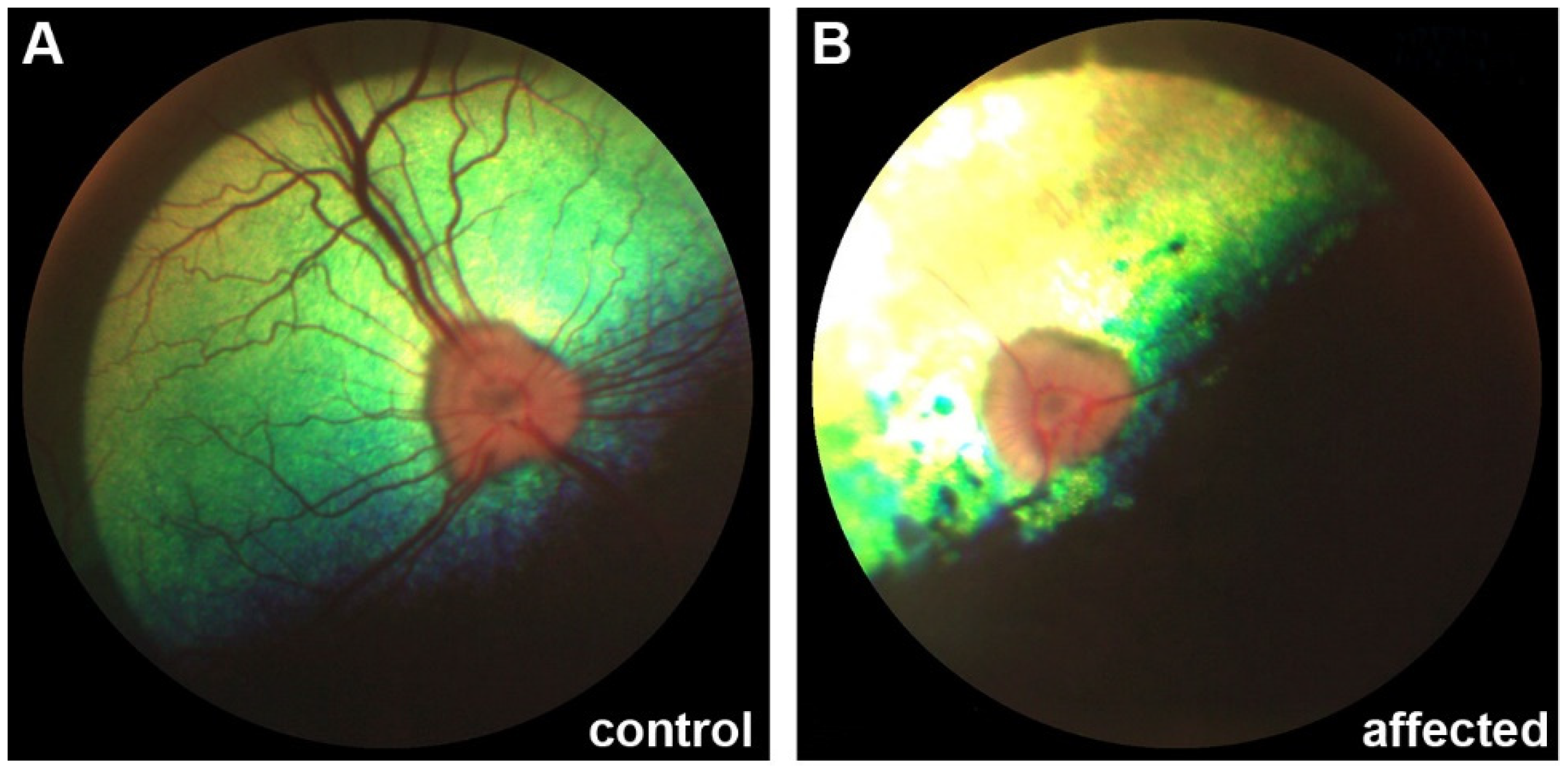 Genes 12 01497 g002 550