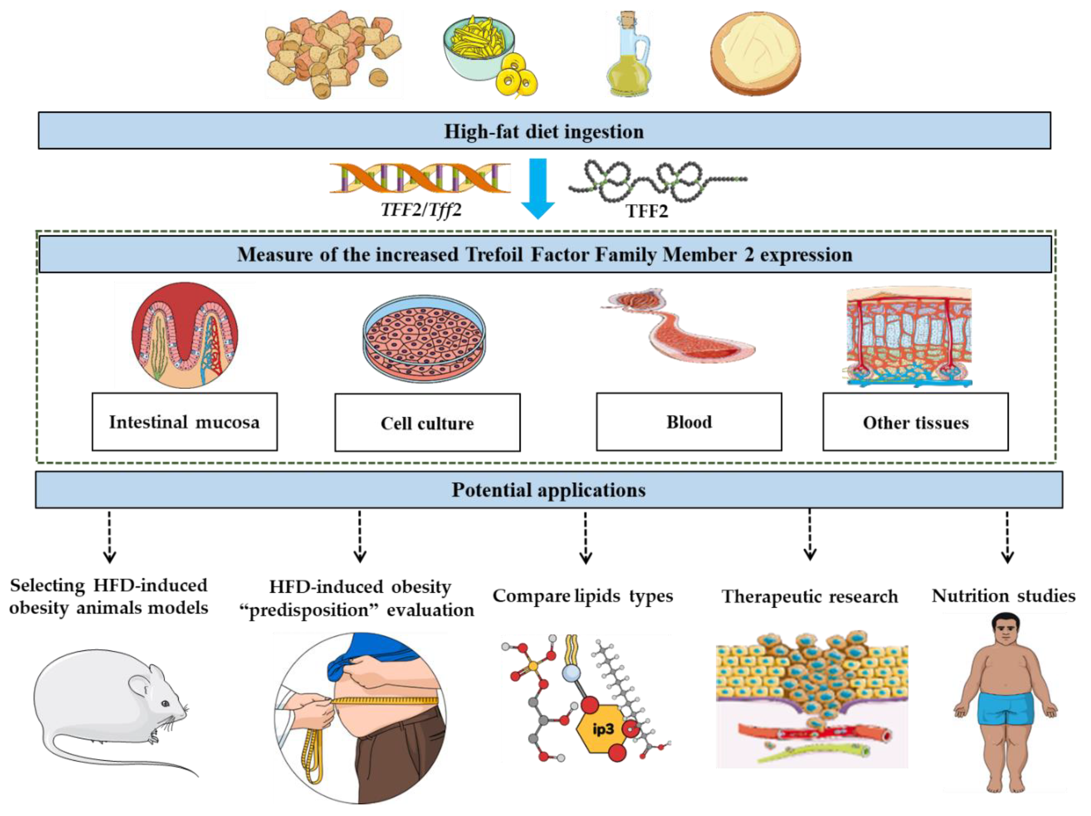 Genes | Free Full-Text | Trefoil Factor Family Member 2 Expression as an Indicator of the Severity of the High-Fat Diet-Induced Obesity Genes | Free Full-Text | Trefoil Factor Family Member 2 Expression as an Indicator of the Severity of the High-Fat Diet-Induced Obesity