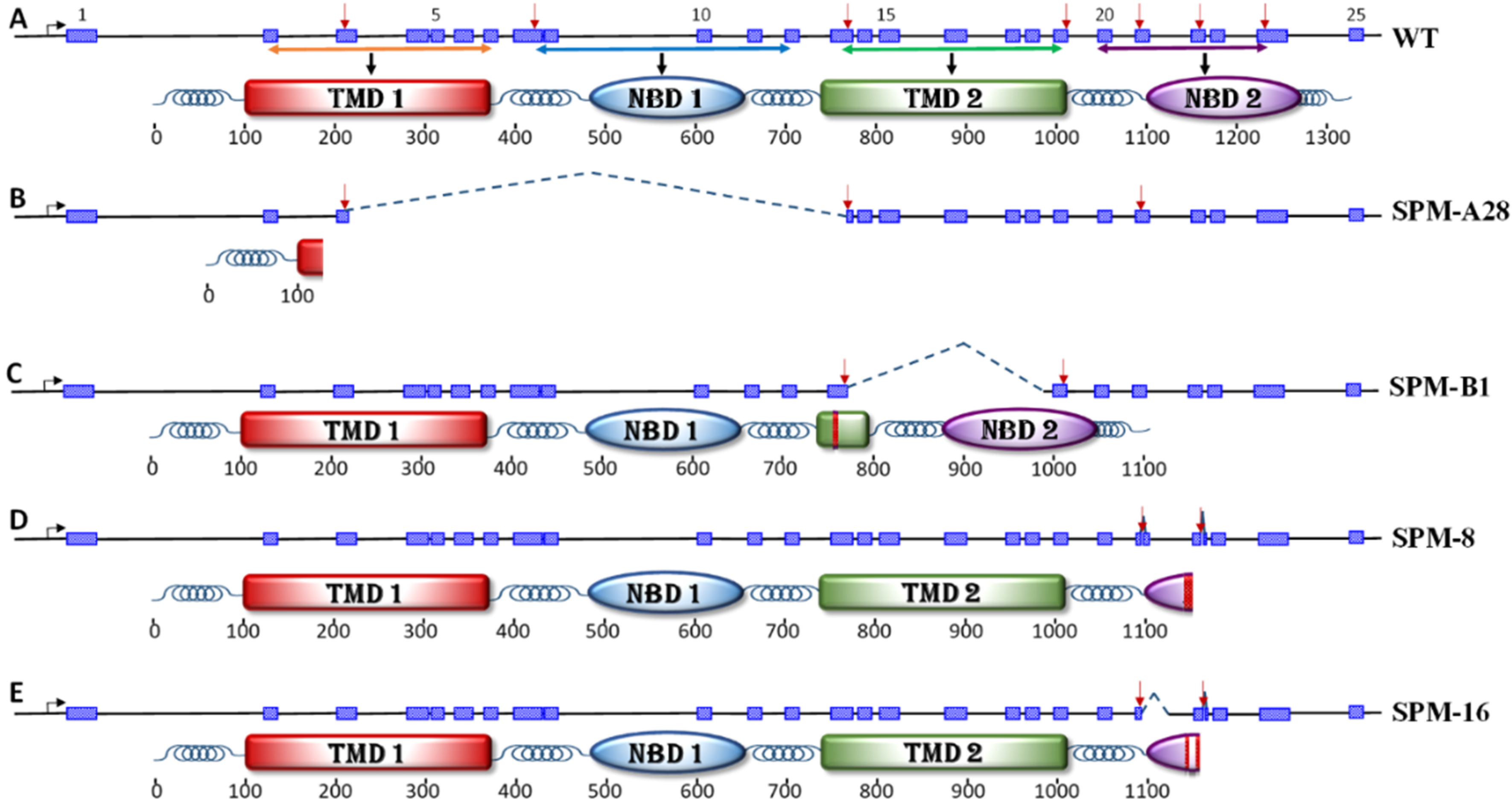 Genes 12 01522 g001