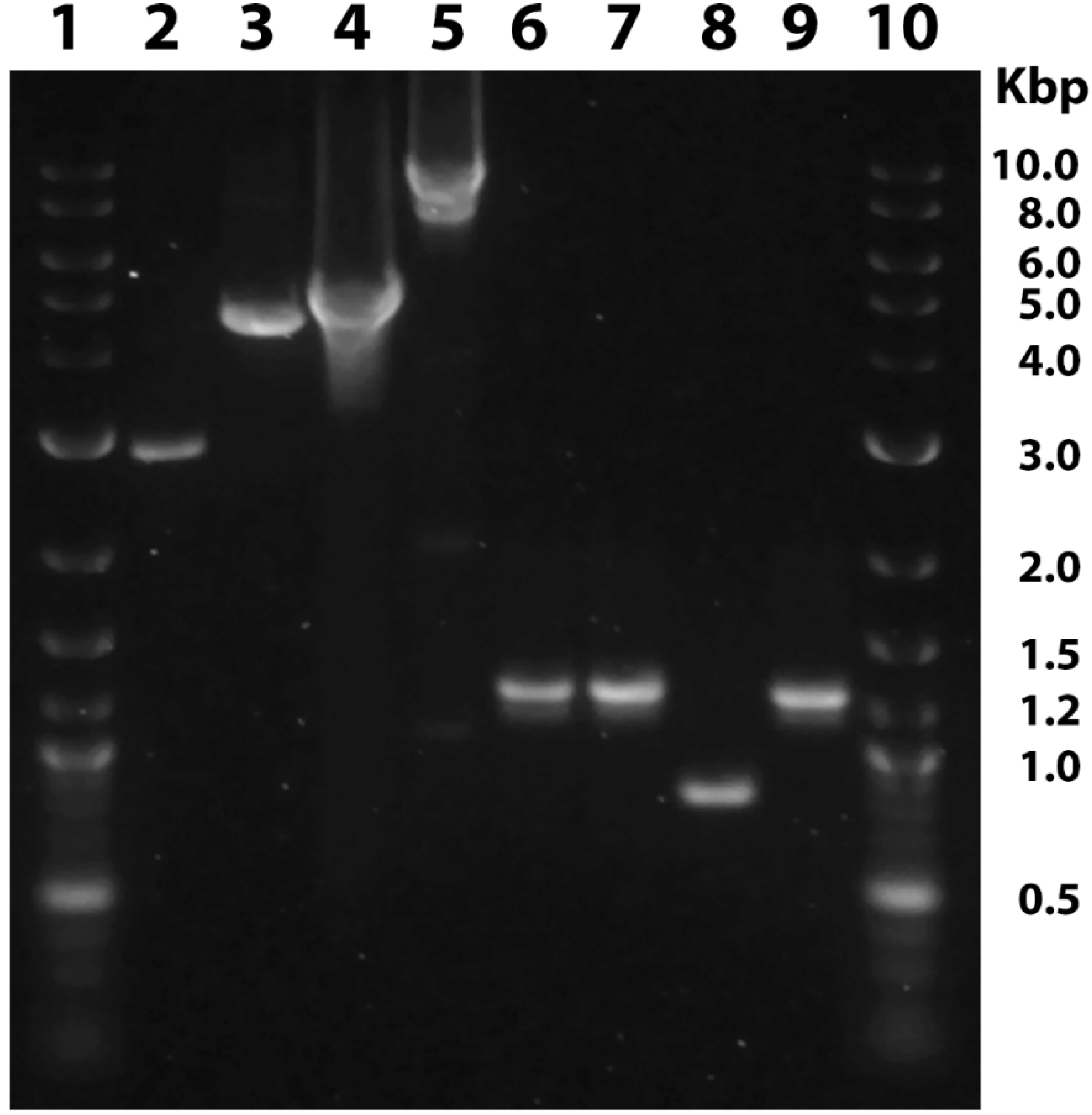 Genes 12 01522 g002