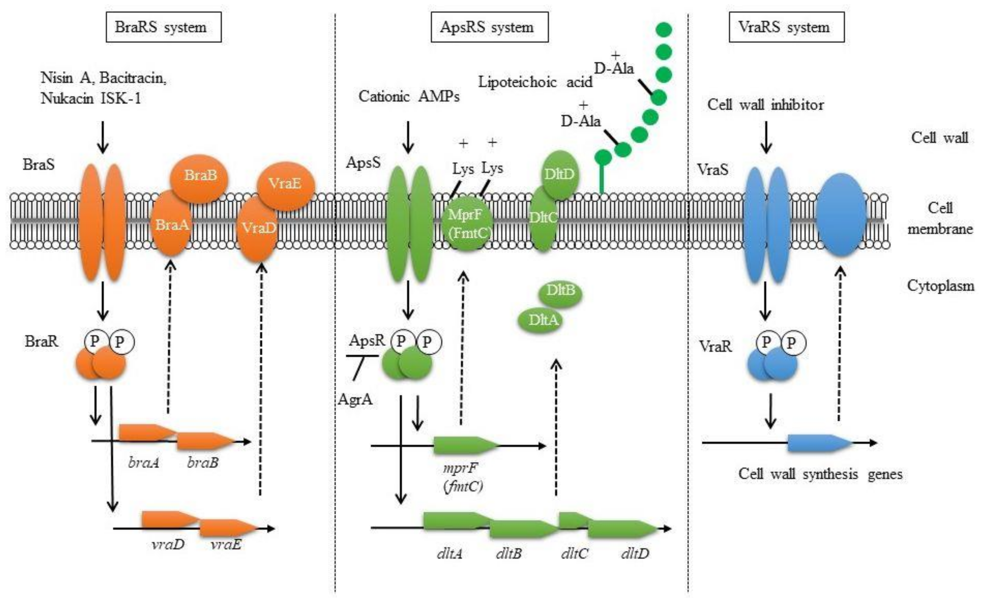 Novel Genetic Insights into Staphylococcus aureus Uncovered