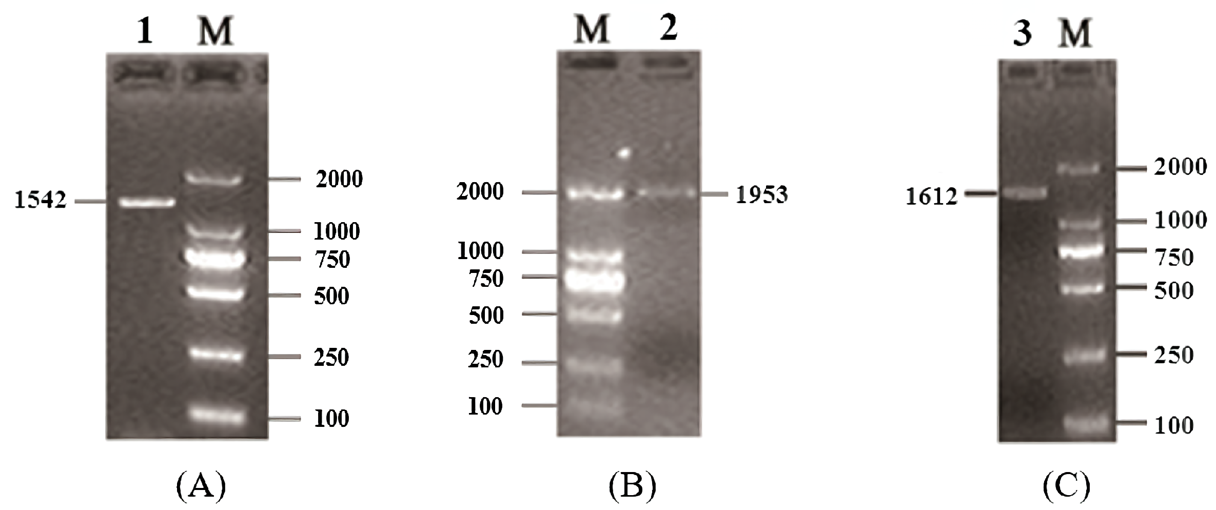 Genes 12 01536 g001 Genes 12 01536 g001